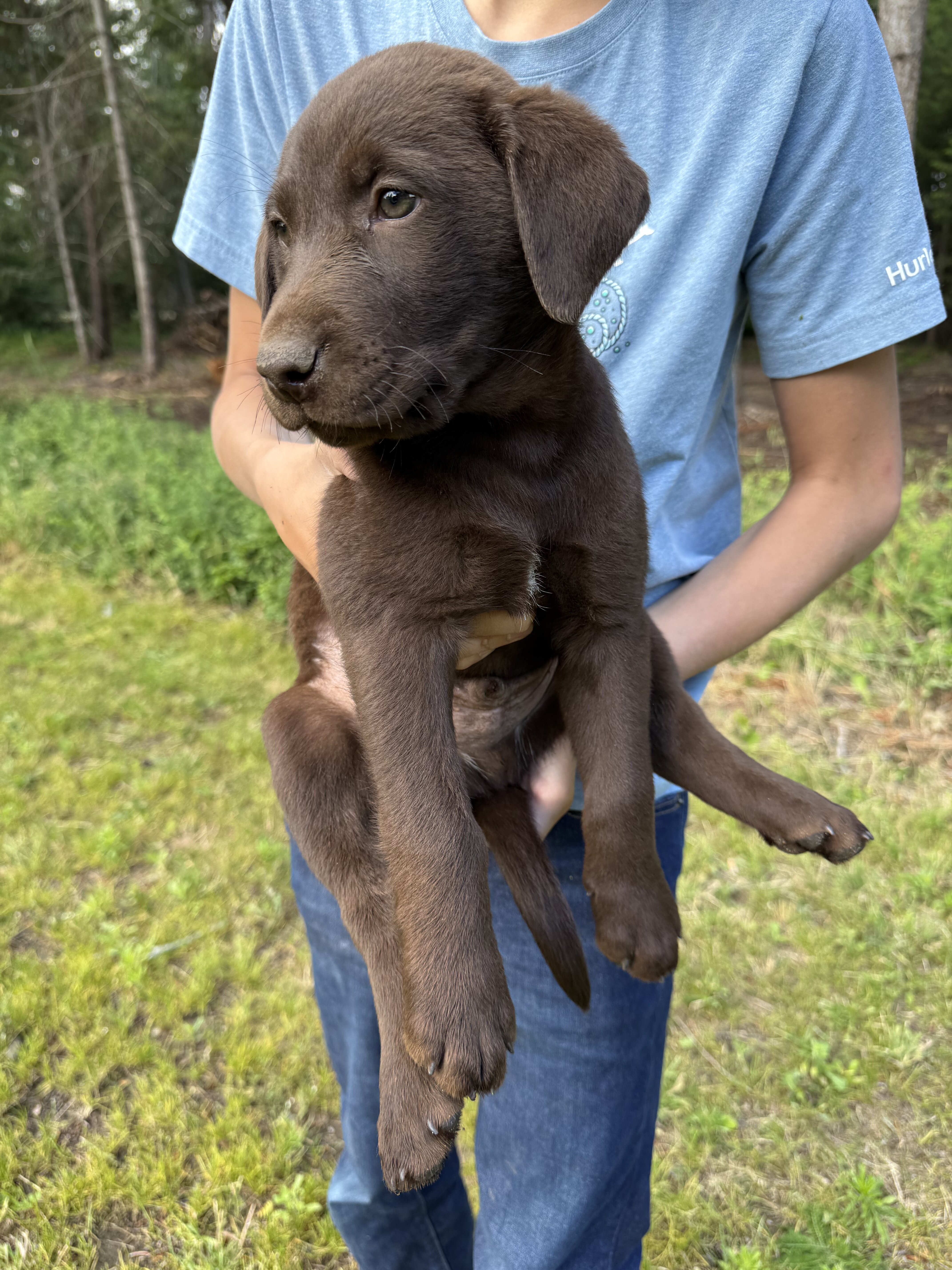AKC pure bred chocolate lab image 3