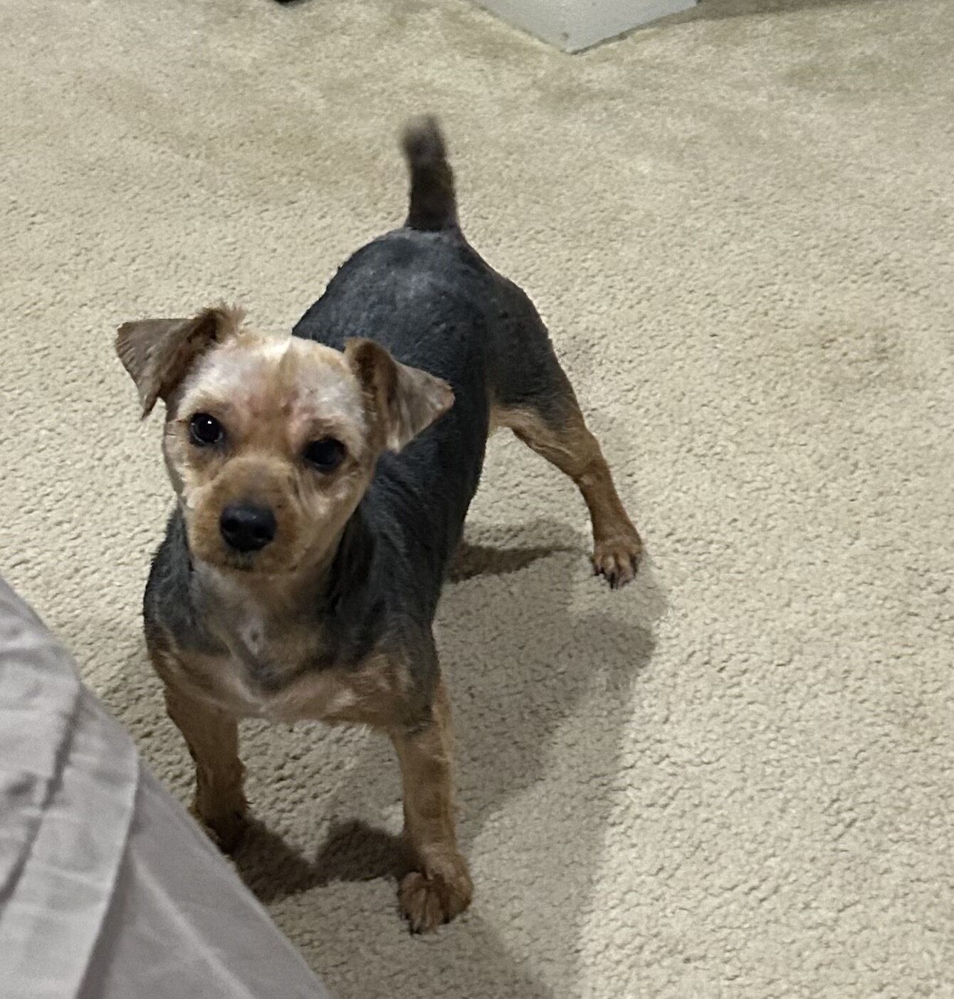 Male Yorkie image 1