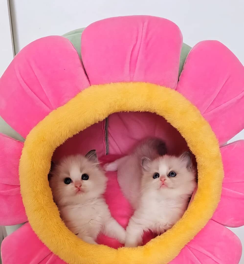 Diligent Ragdoll Kittens image 1