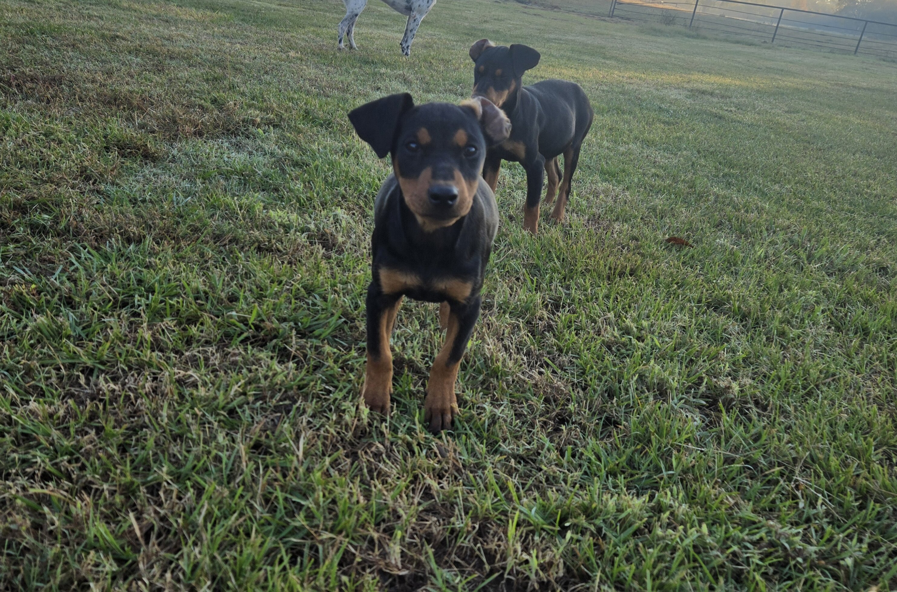 German Pinscher puppies image 1