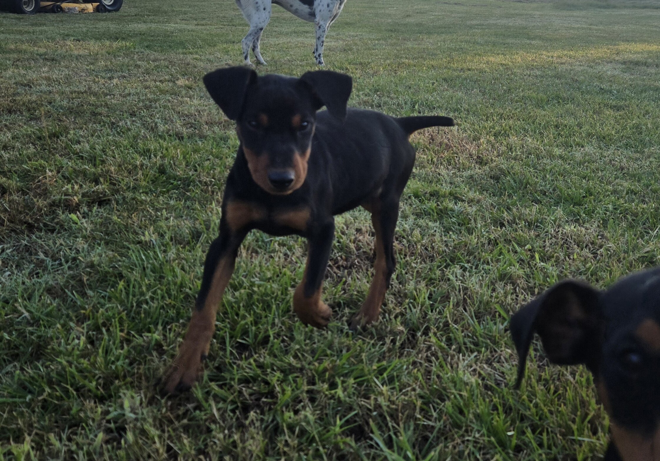 German Pinscher puppies image 2