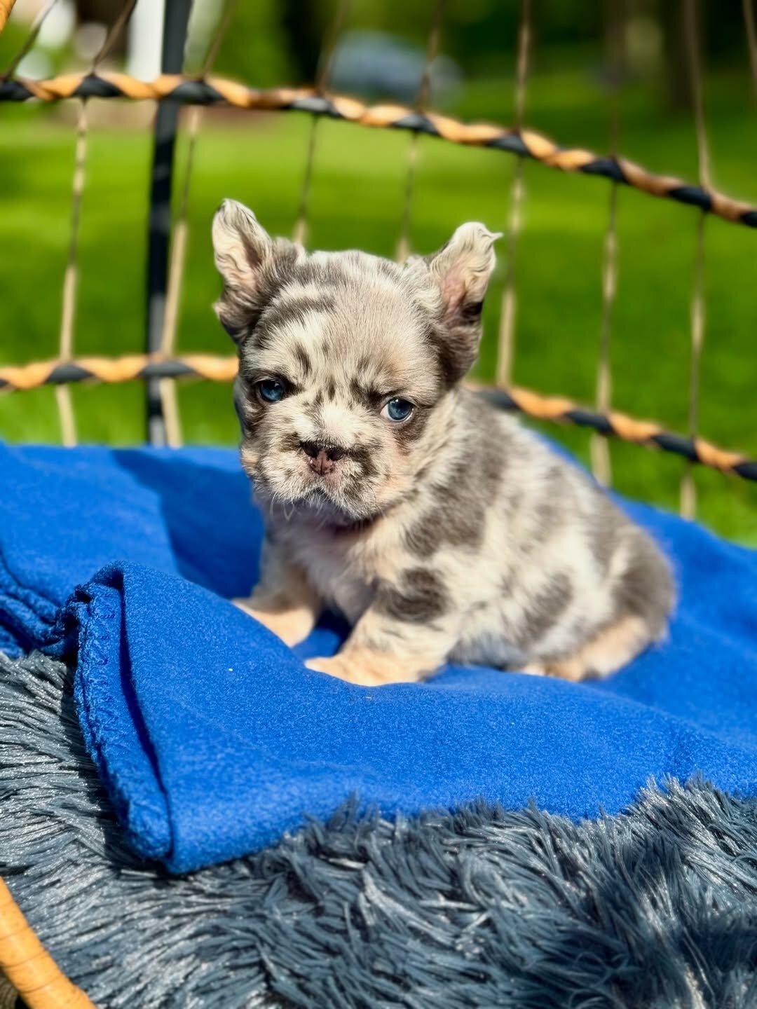 French bulls for sale and rehoming image 2