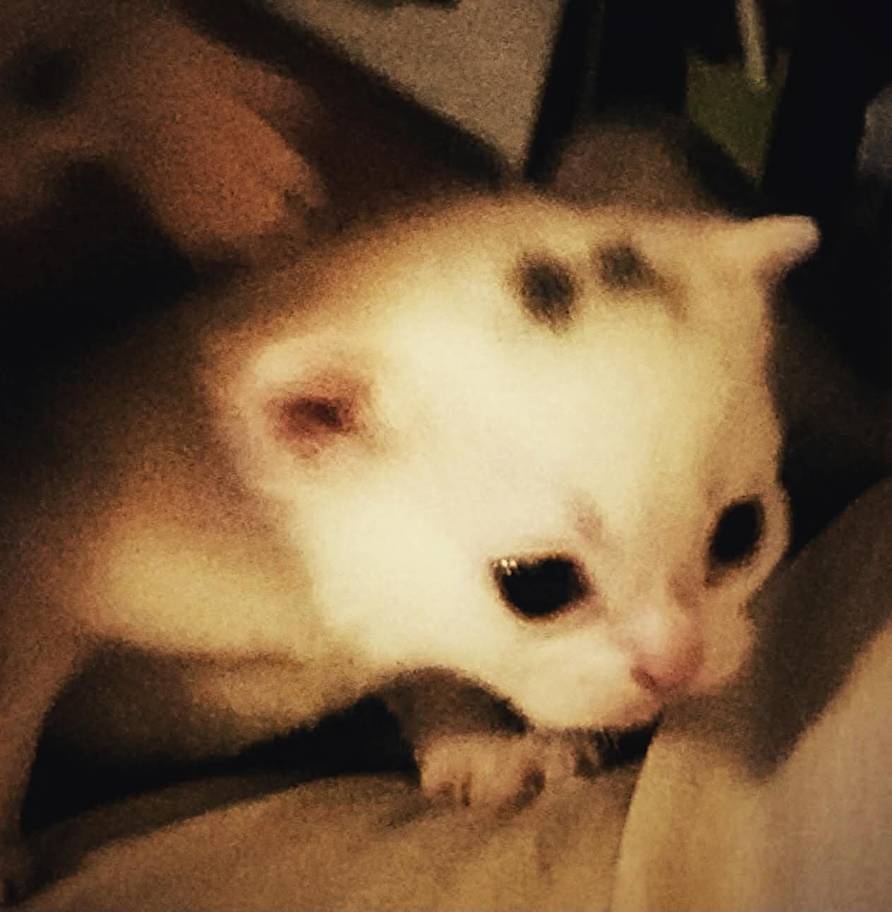 Ragdoll/Persianese  kitten image 6