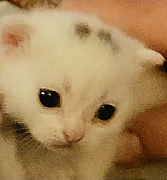 Ragdoll/Persianese  kitten image 5