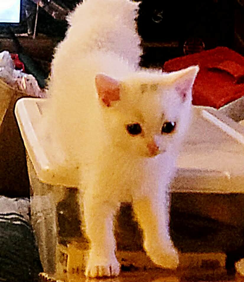Ragdoll/Persianese  kitten image 8