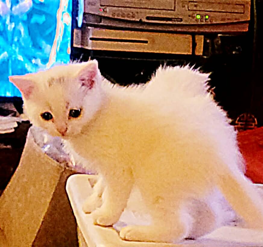 Ragdoll/Persianese  kitten image 7