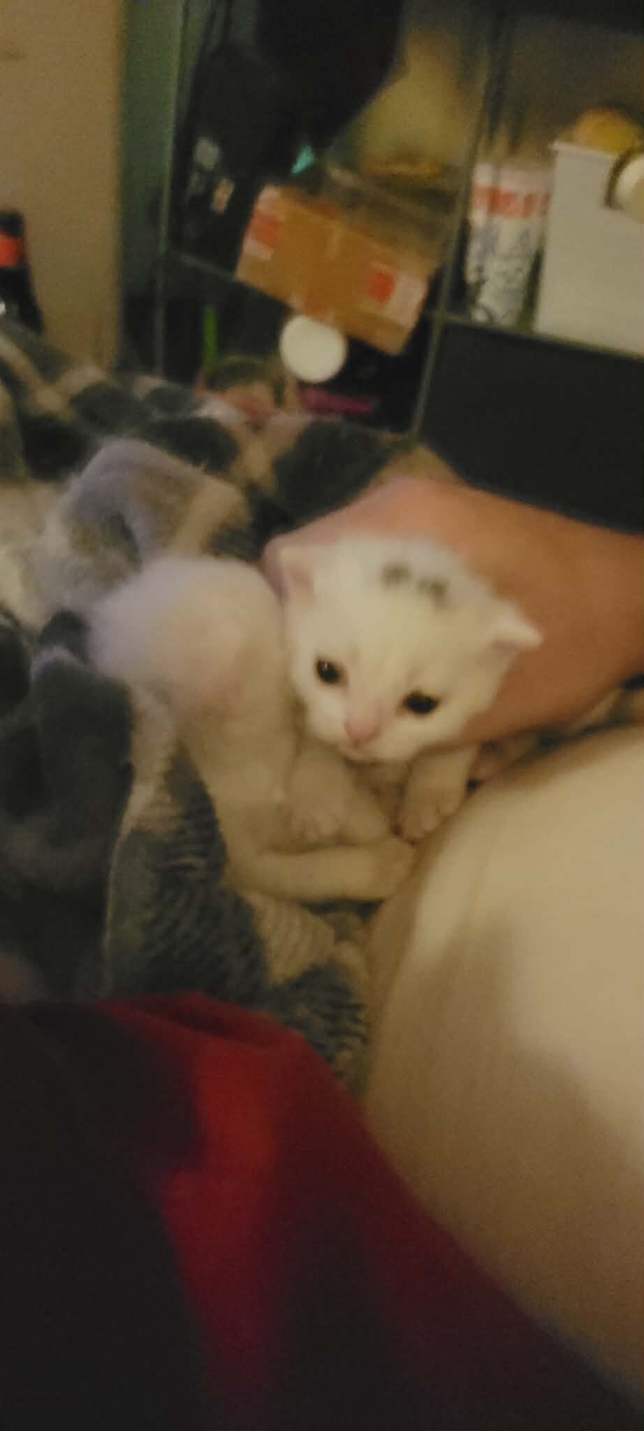Ragdoll/Persianese  kitten image 3
