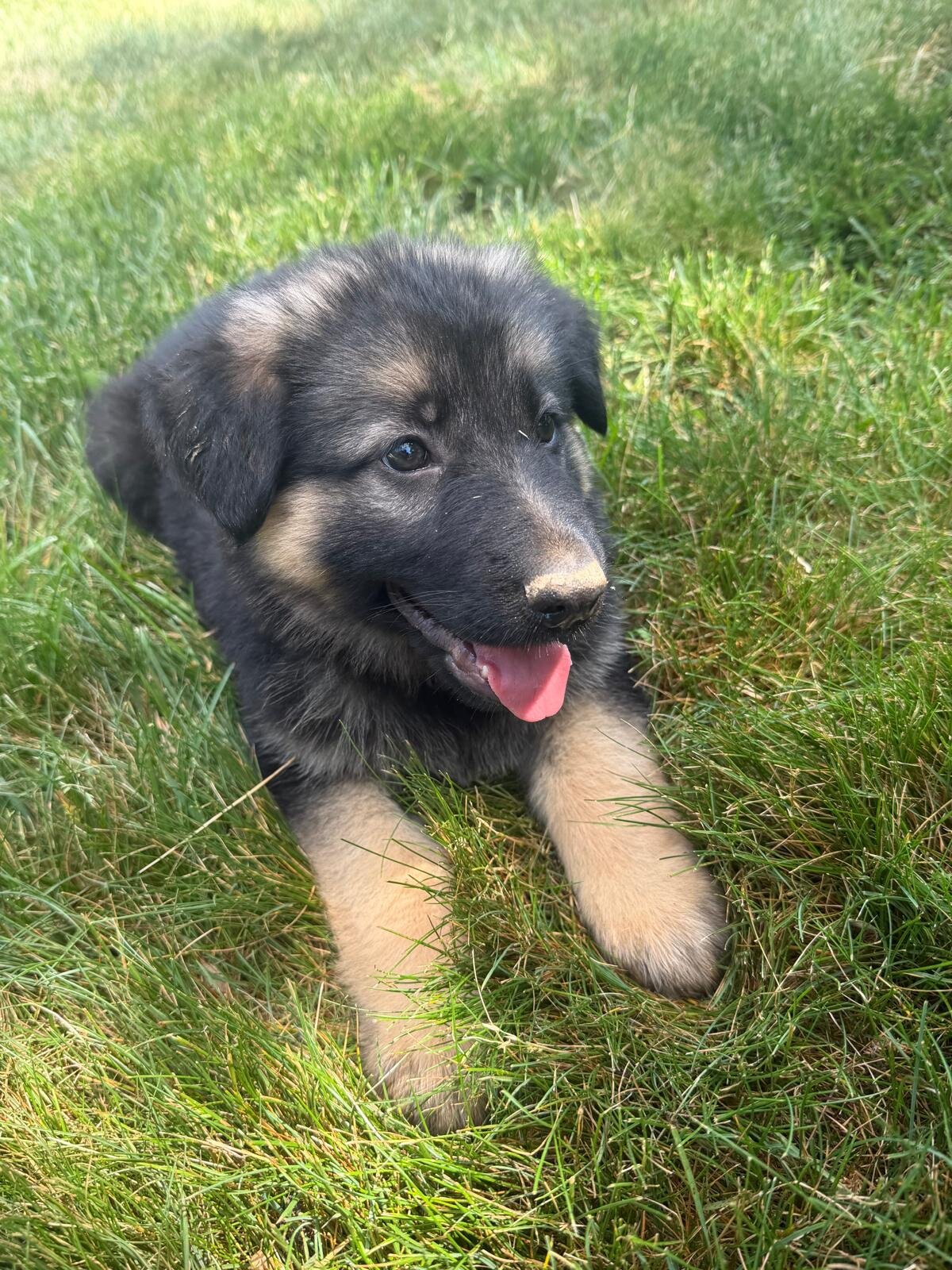 Puppies image 1