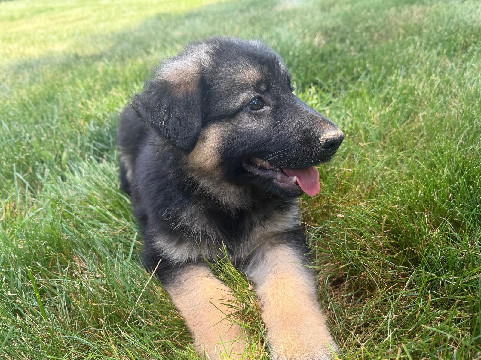 Puppies image 3