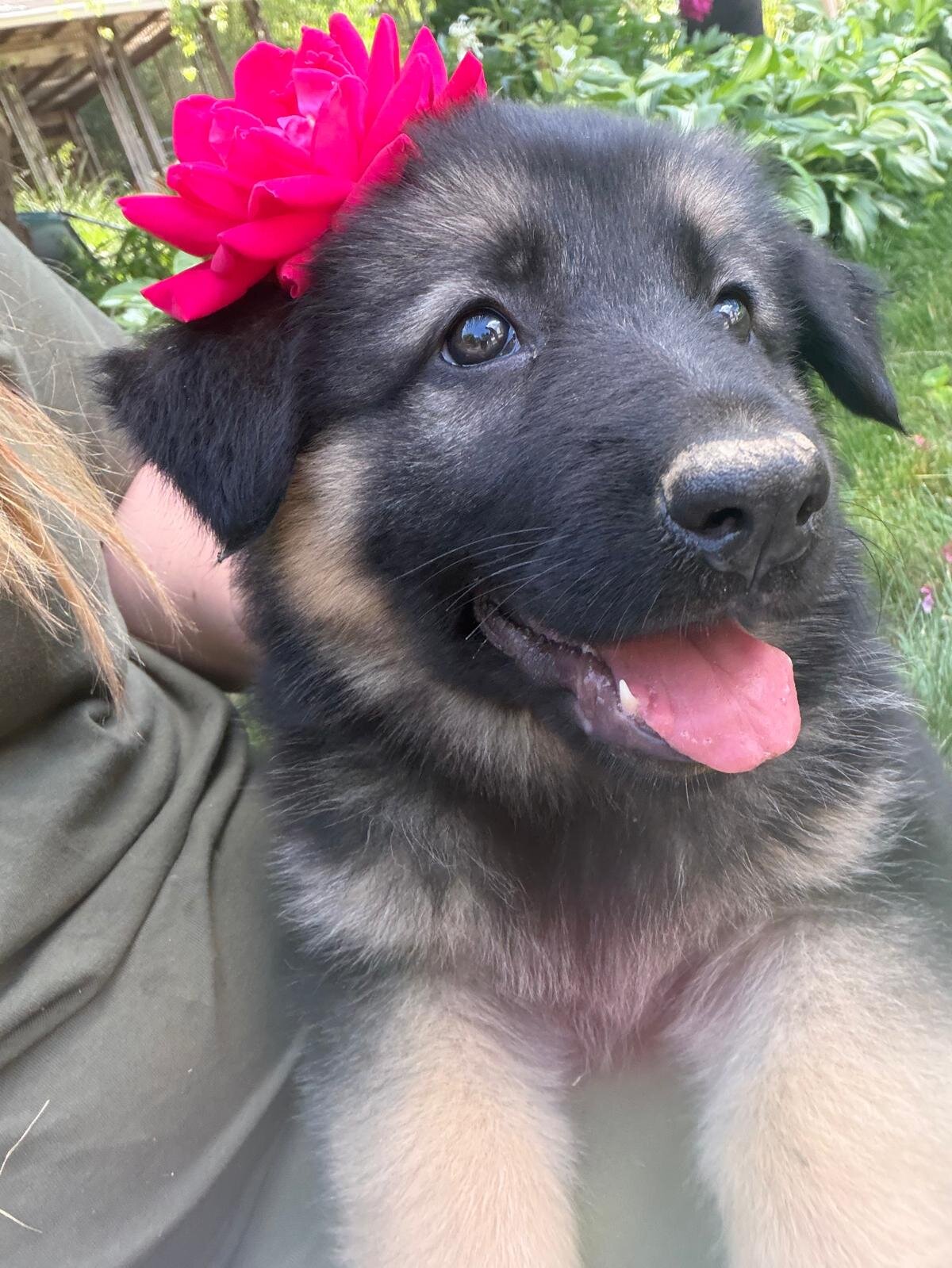 Puppies image 4