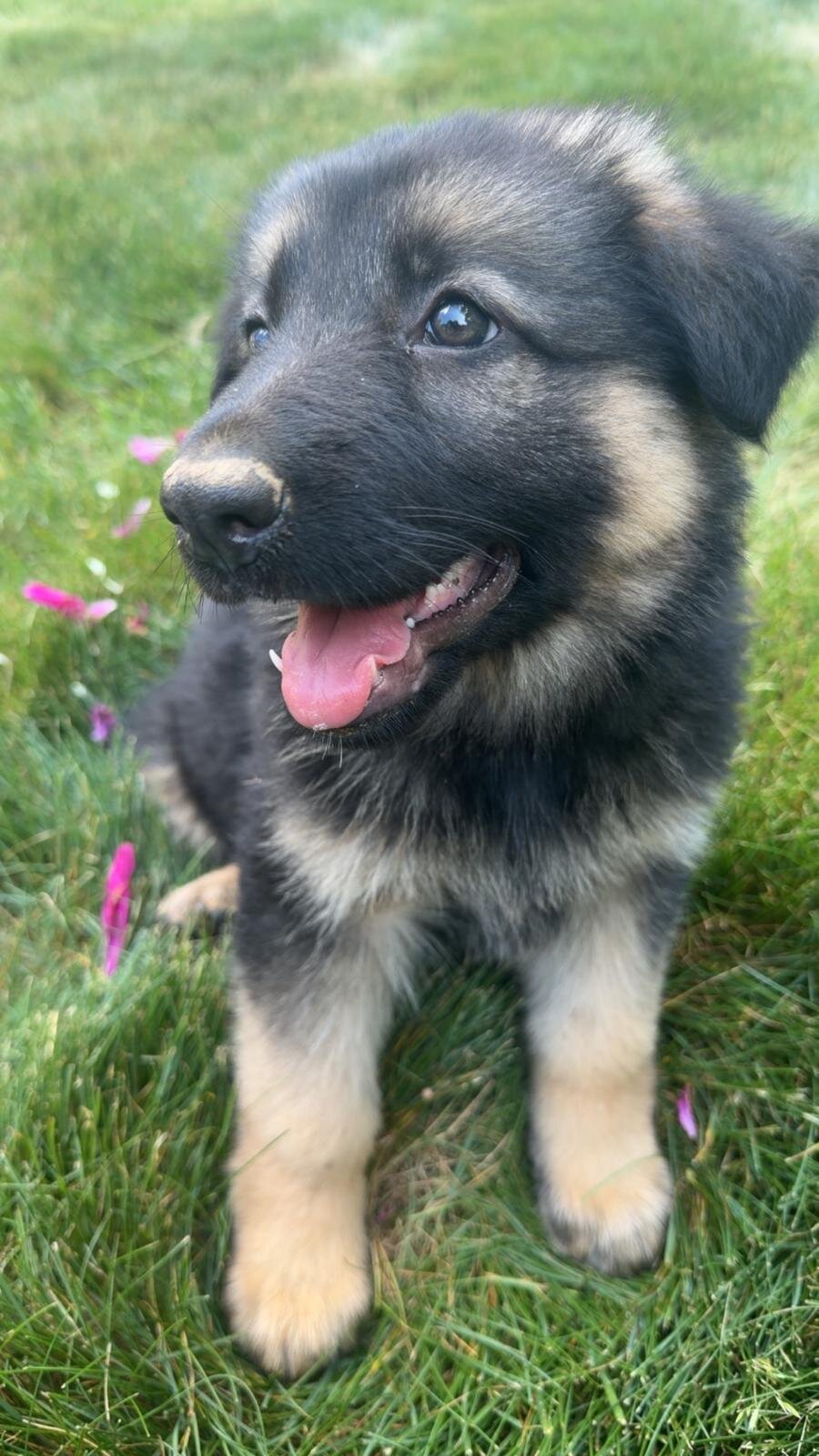 Puppies image 2
