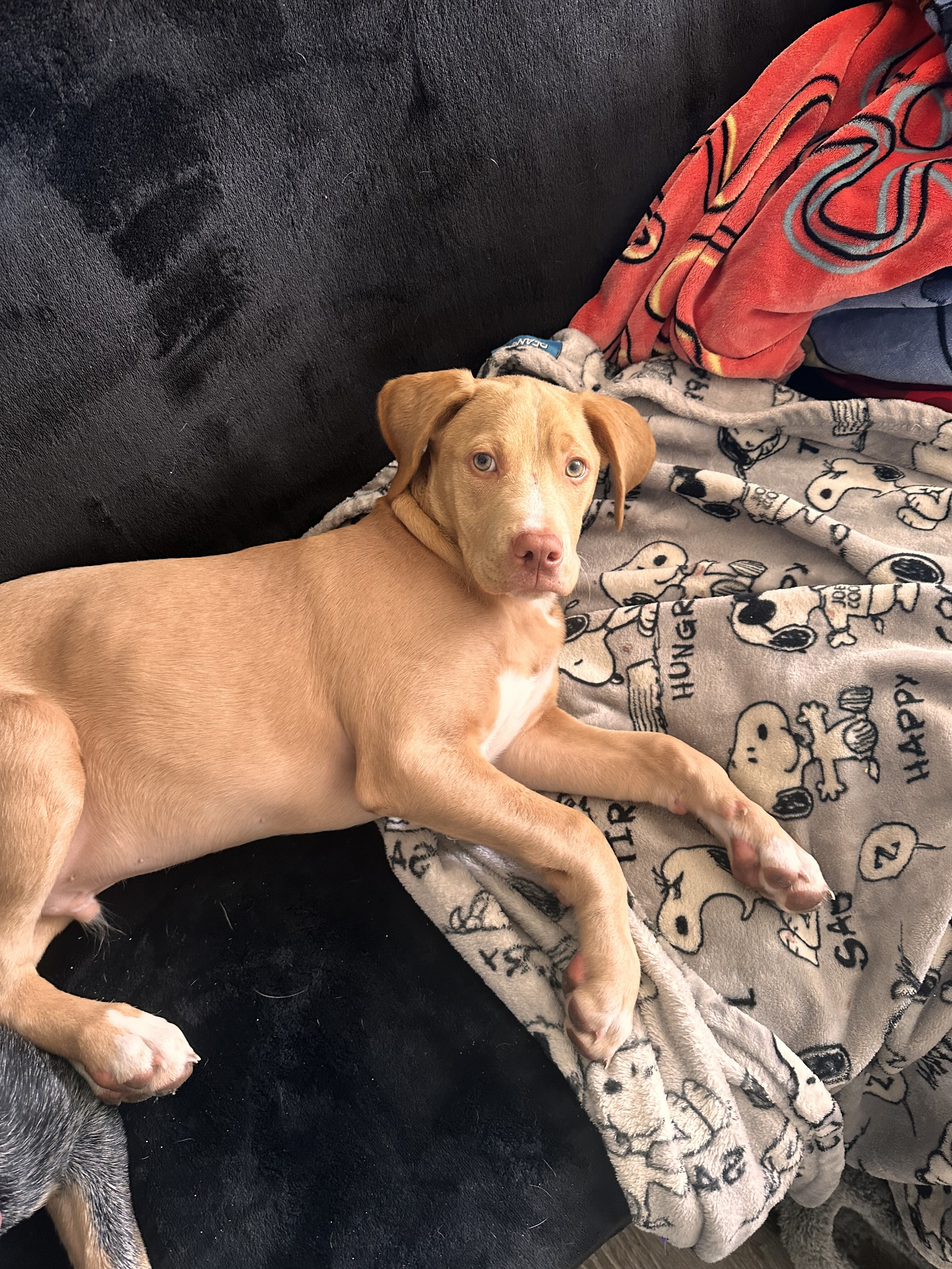 Dog image 1