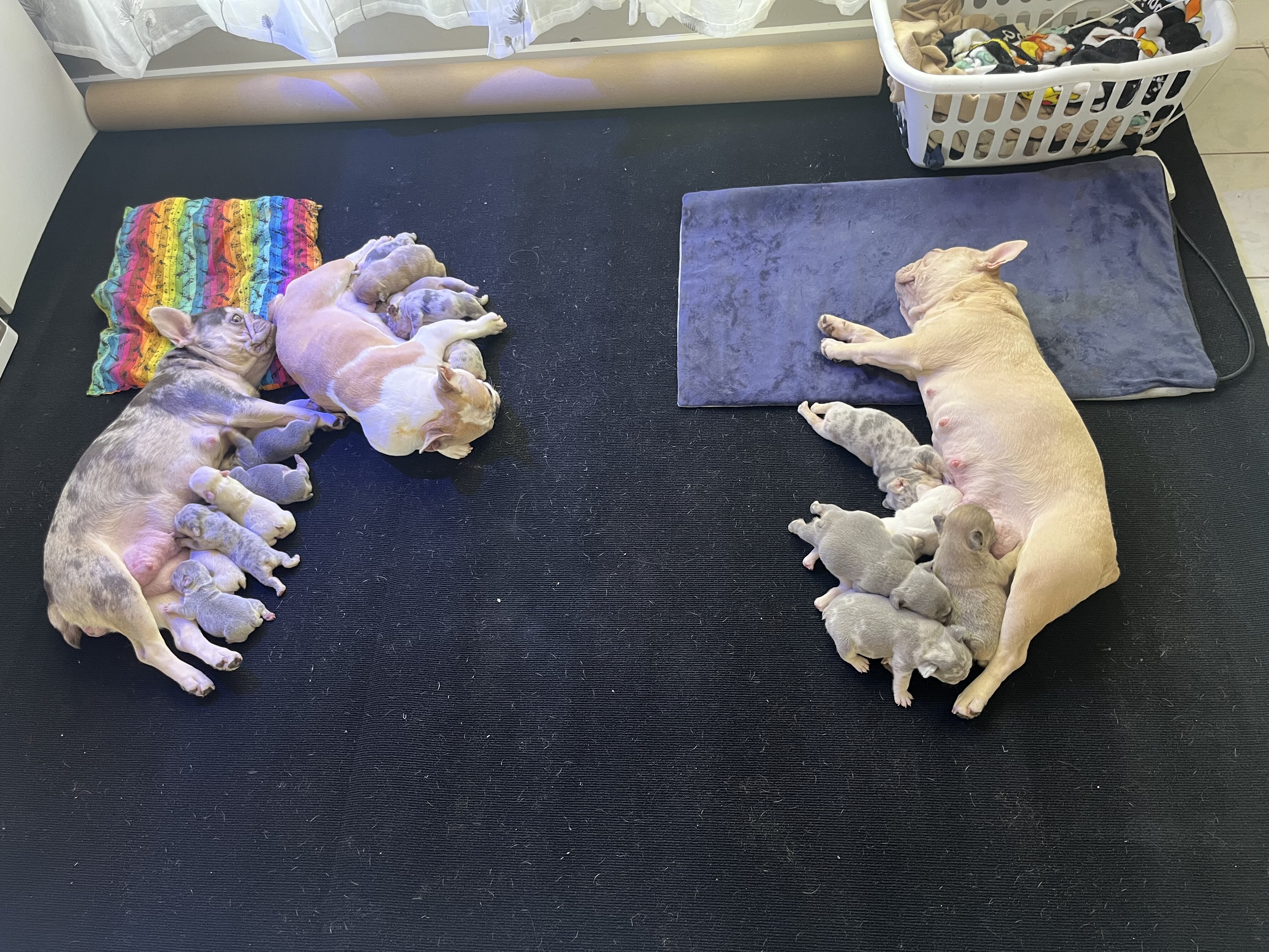 French bulldog/ frenchie puppy’s image 6