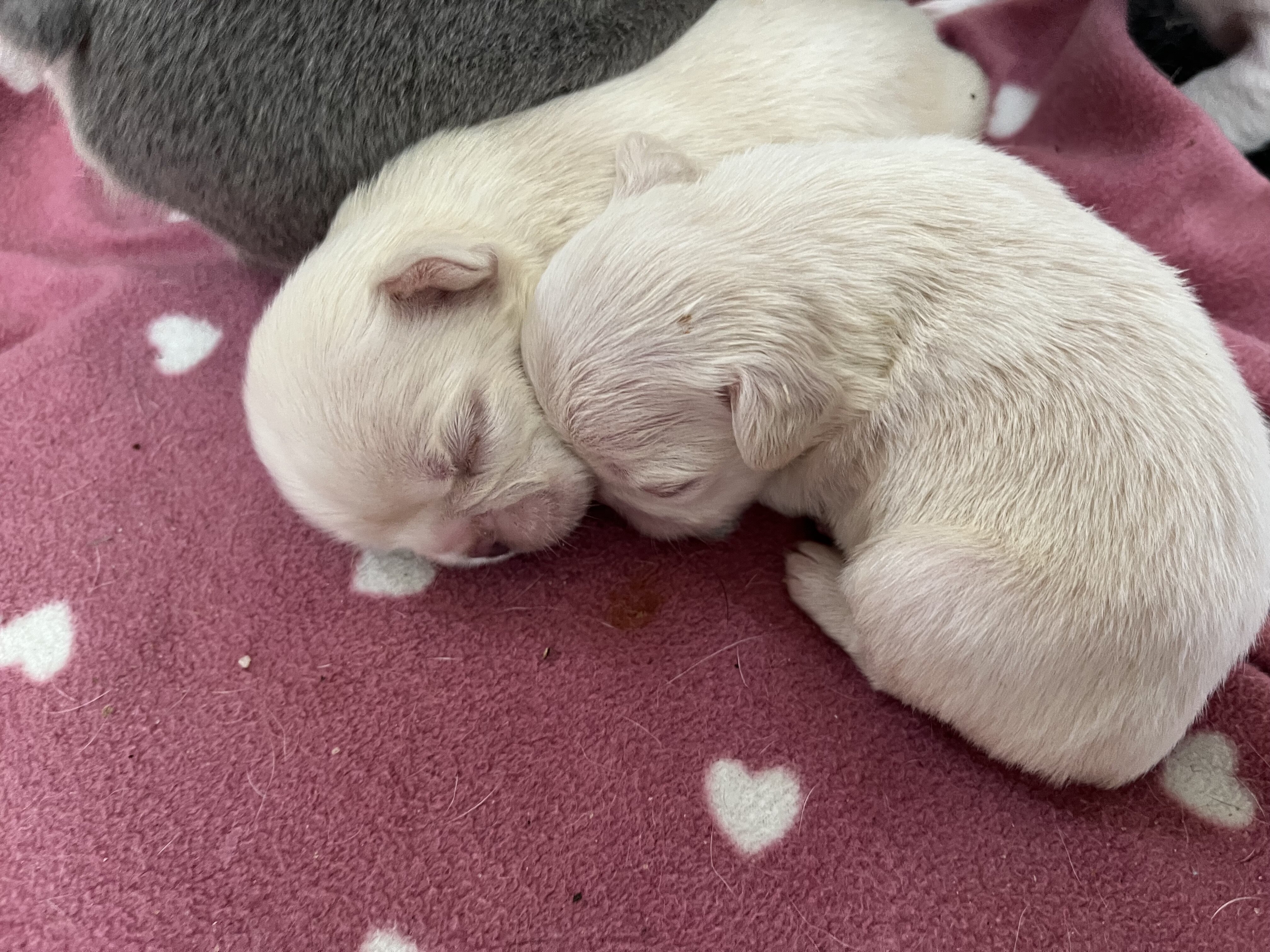 French bulldog/ frenchie puppy’s image 3