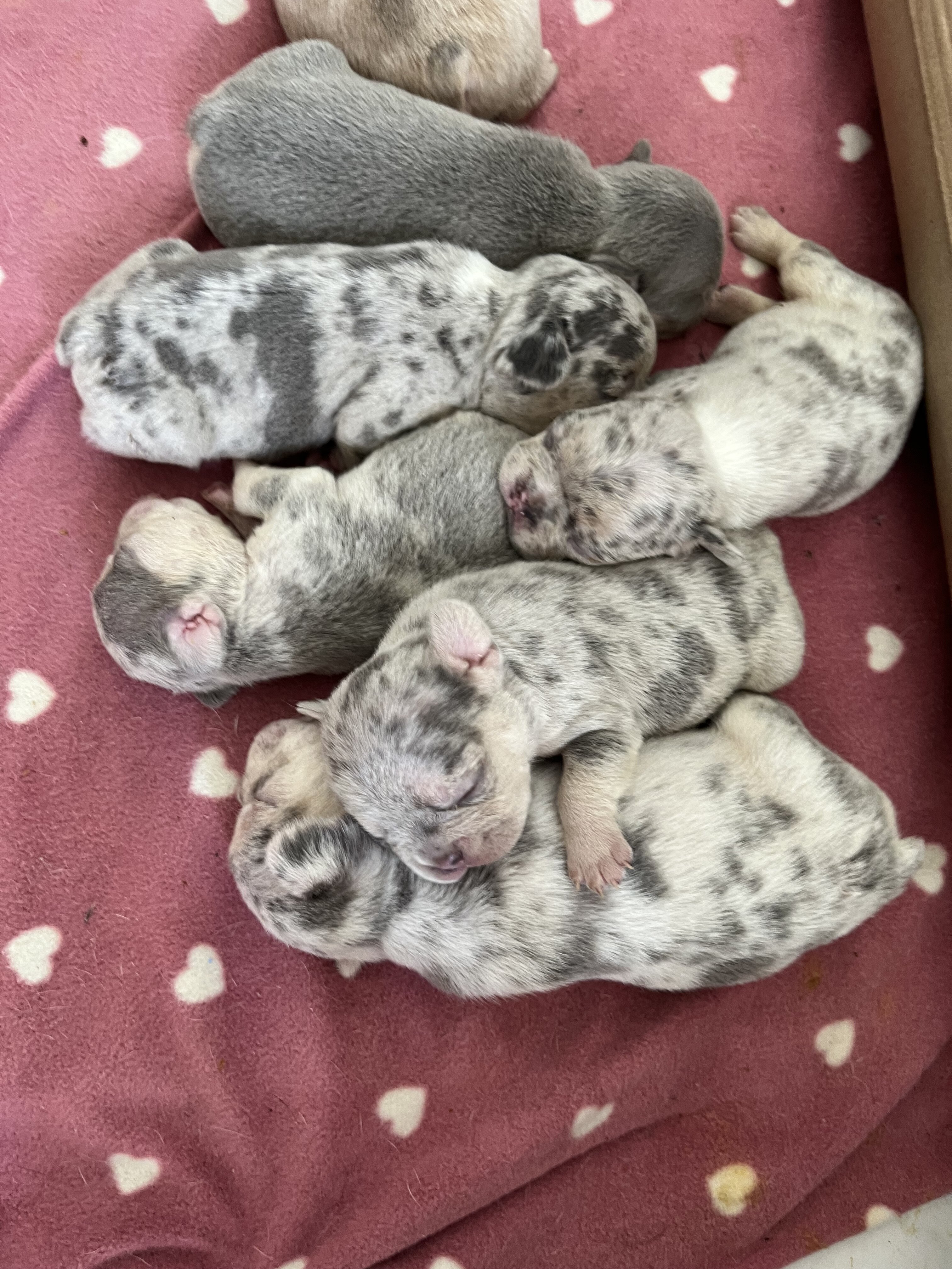 French bulldog/ frenchie puppy’s image 5