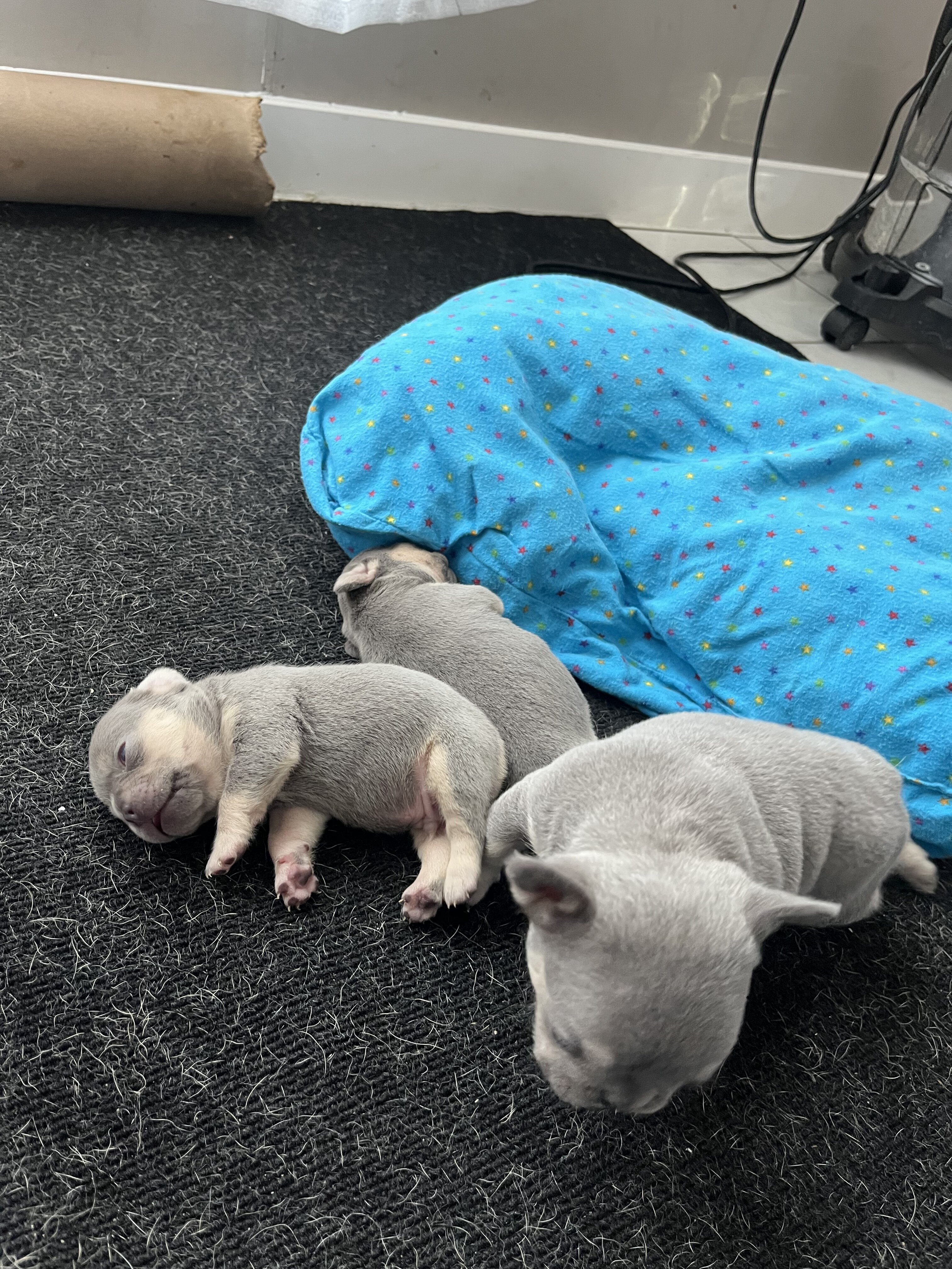 French bulldog/ frenchie puppy’s image 4