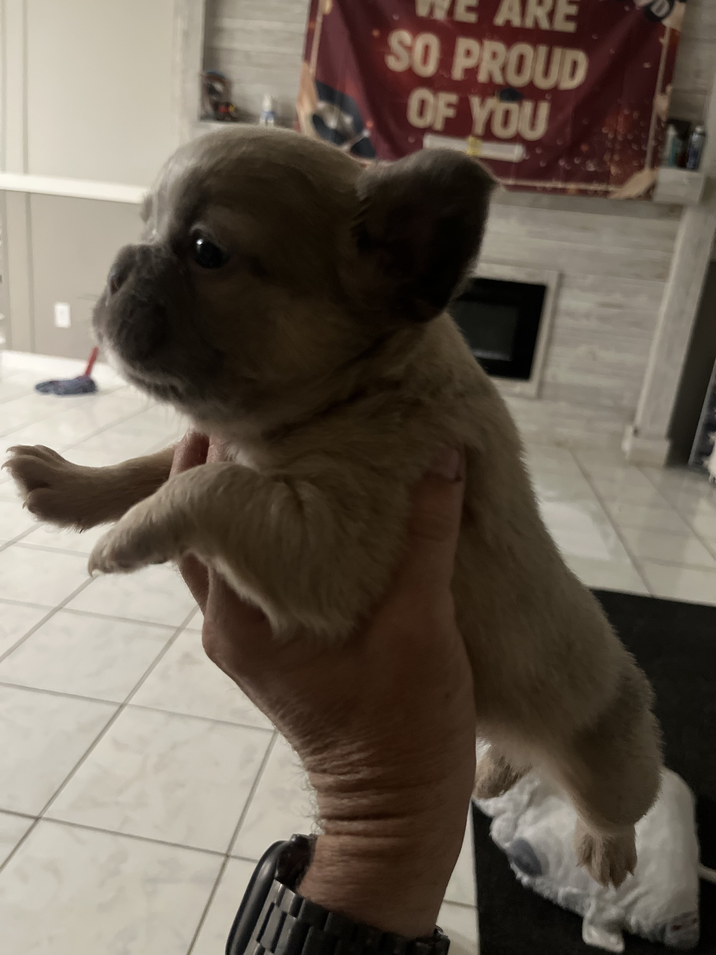 French bulldog/ frenchie puppy’s image 7