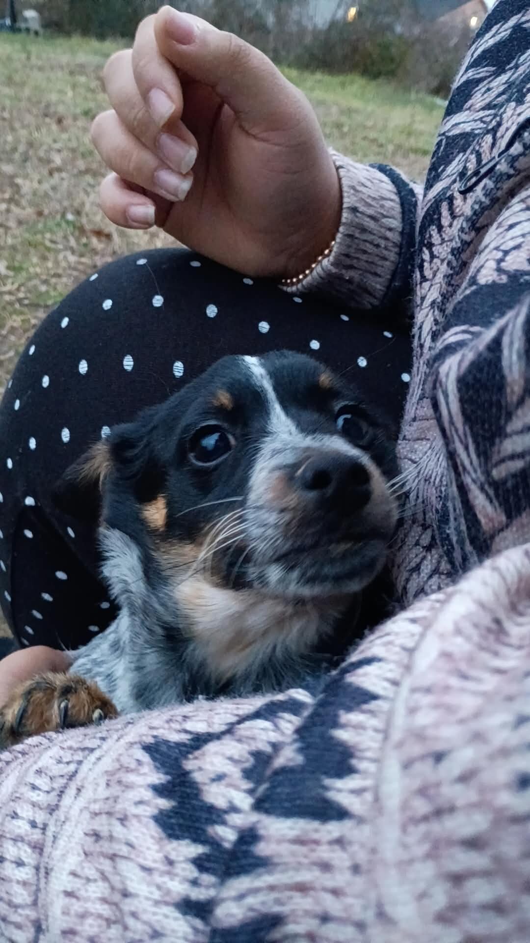 Puppies image 2