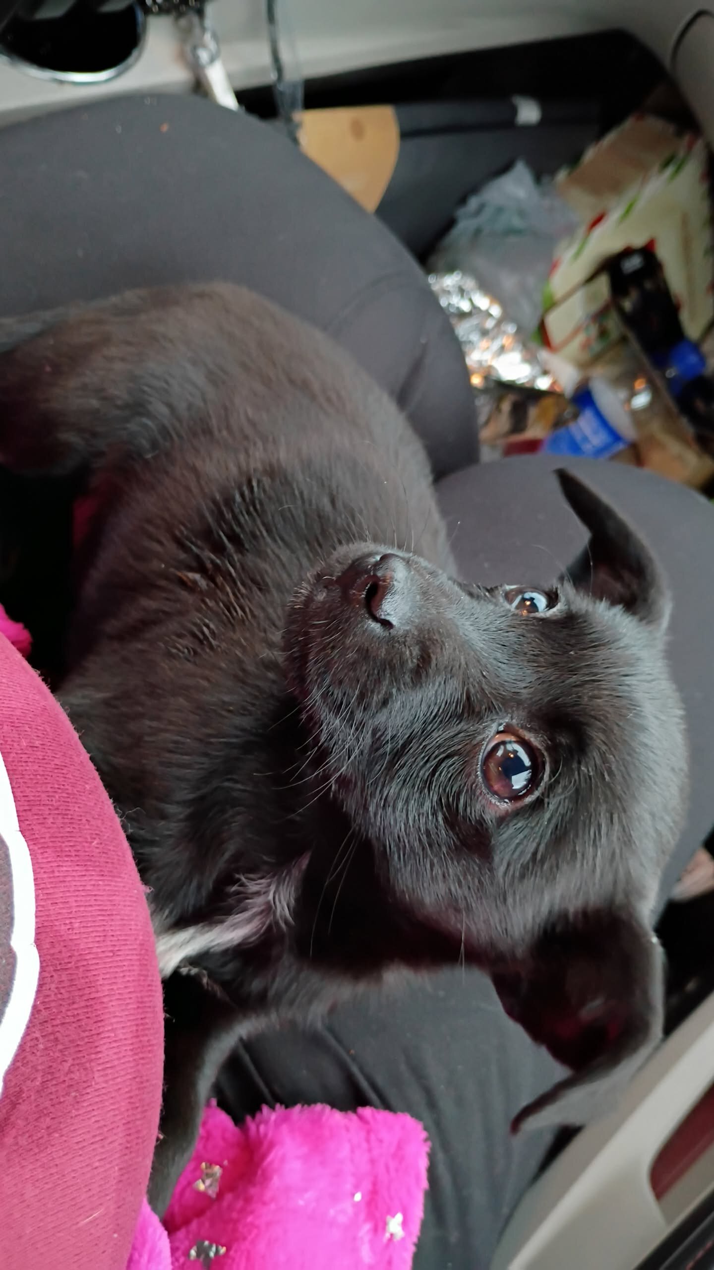 Puppies image 3