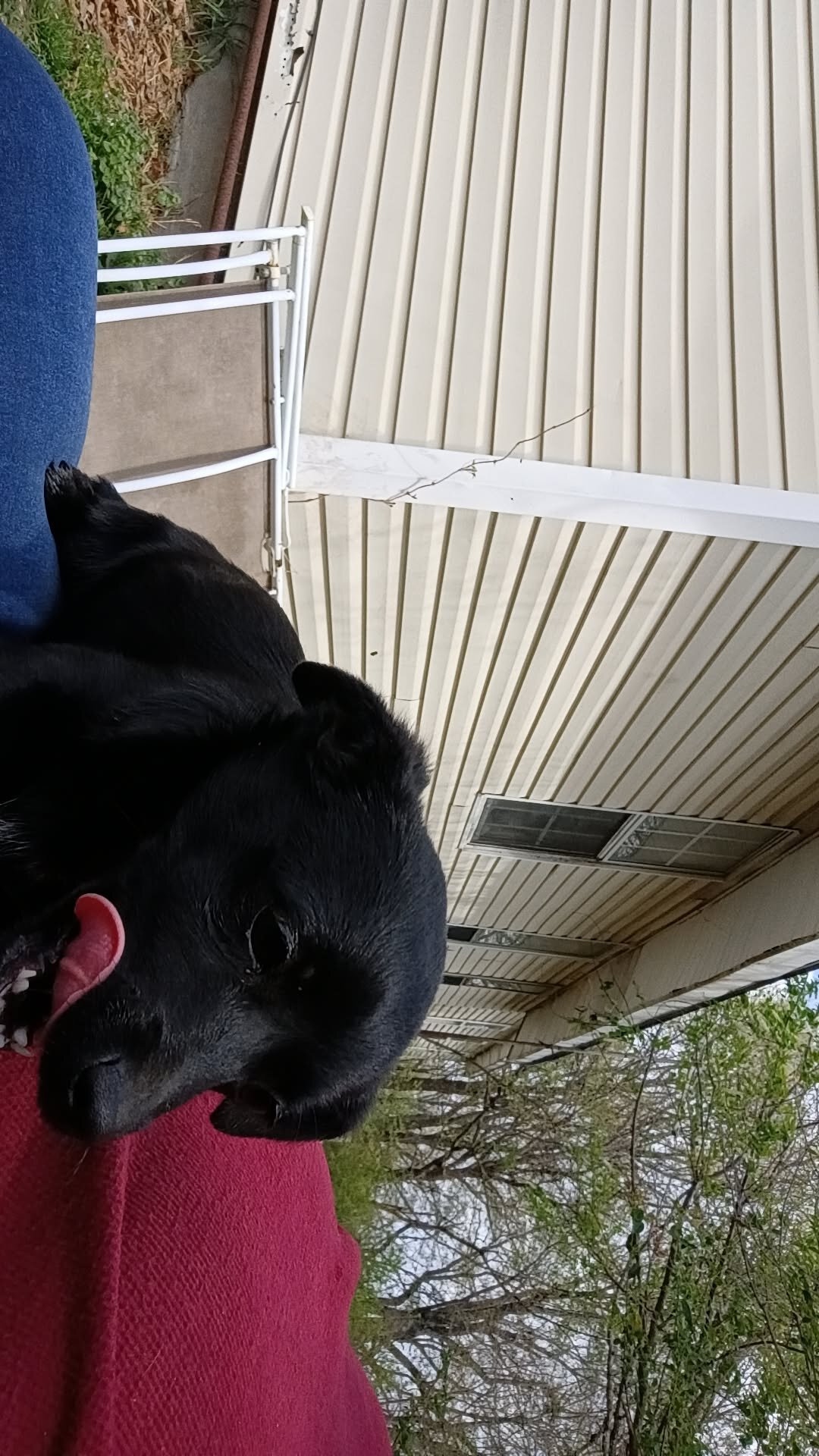 Puppies image 1