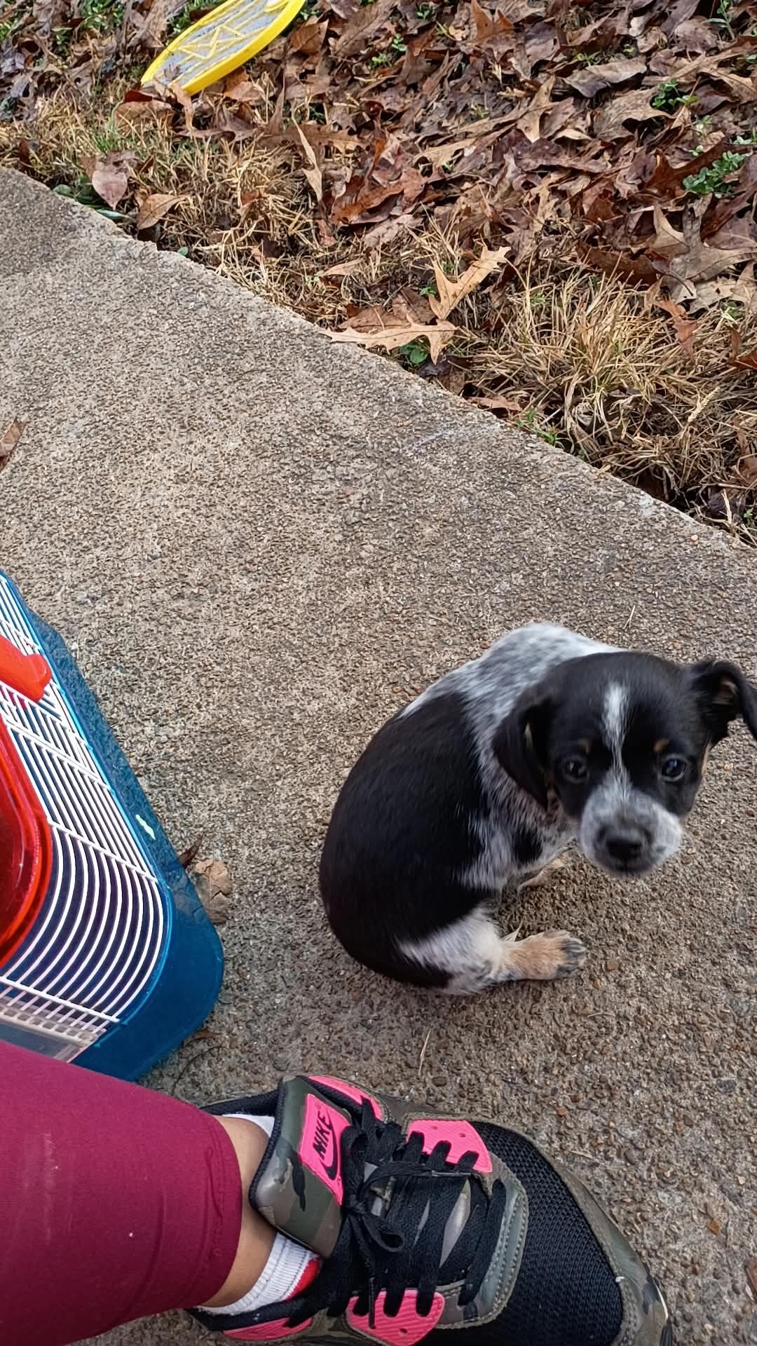 Puppies image 4