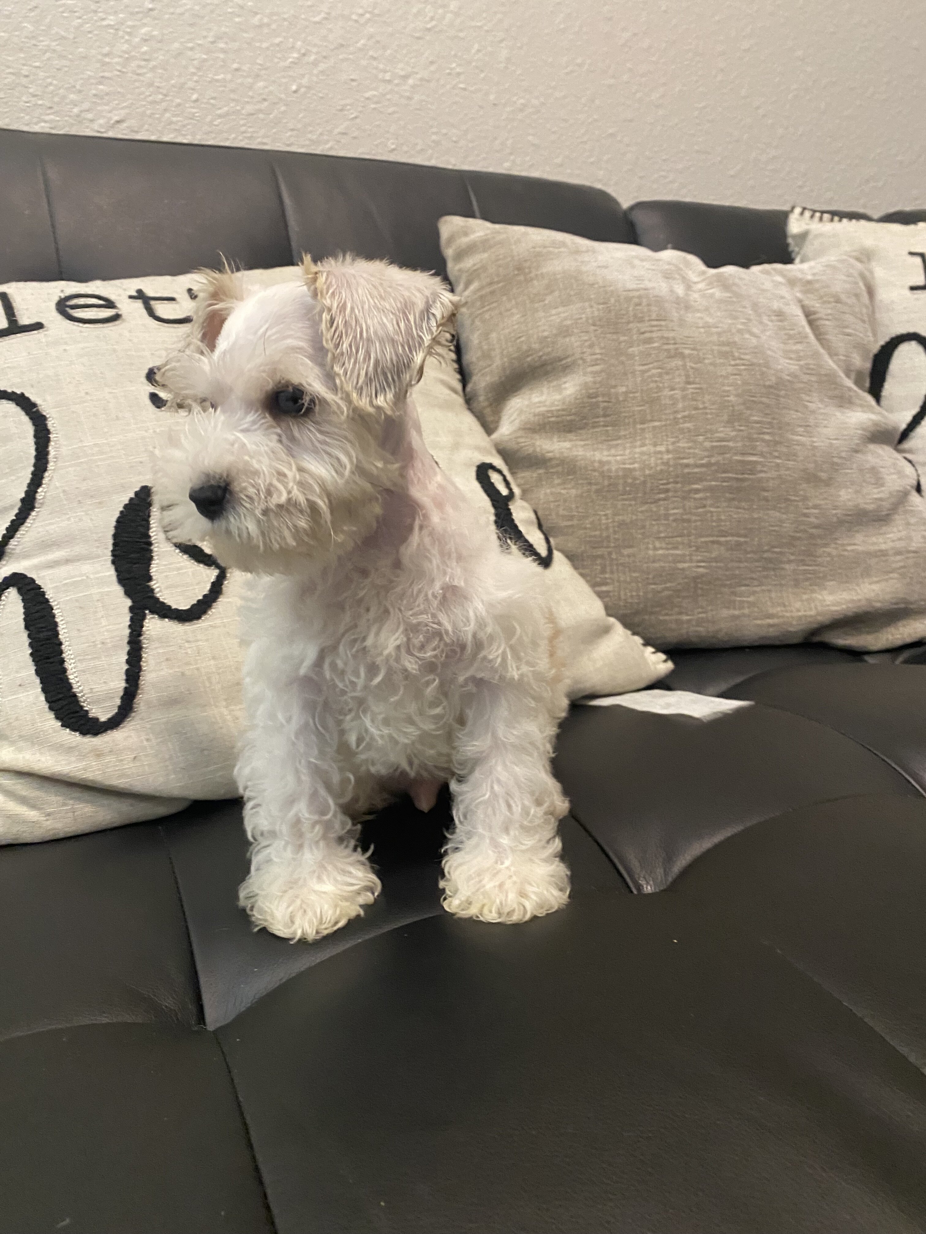 Miniature schnauzer pup image 4