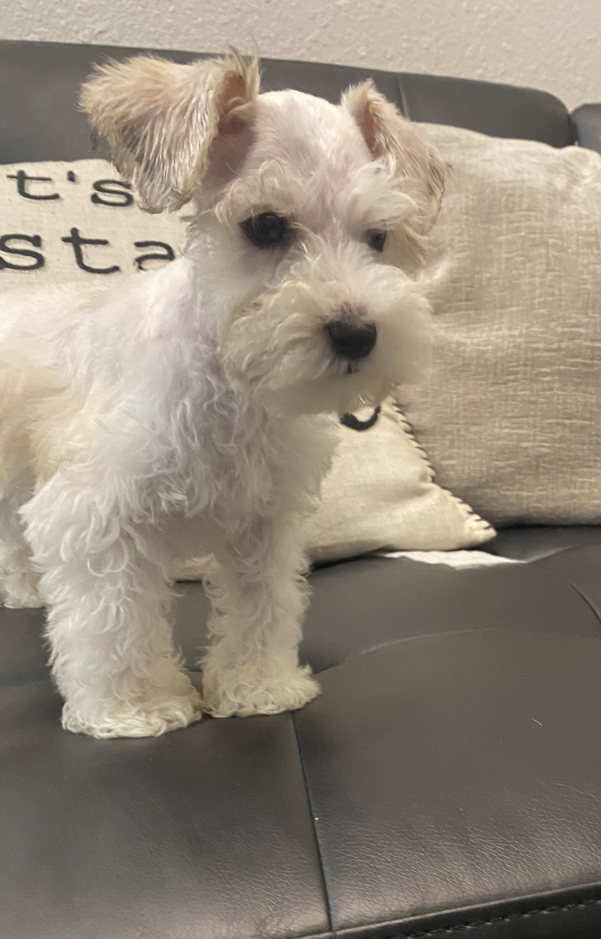 Miniature schnauzer pup image 2