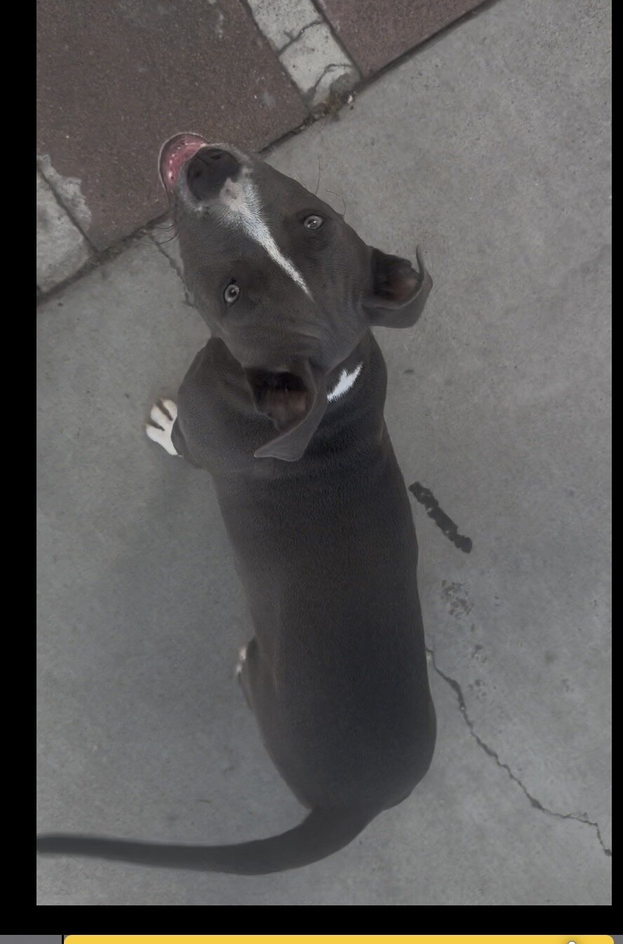 Pitbull puppy image 2