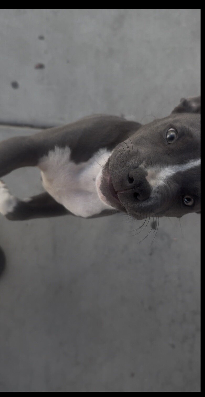 Pitbull puppy image 1