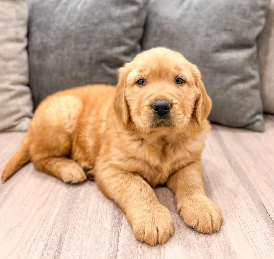 Male Golden Retriever Pup image 1
