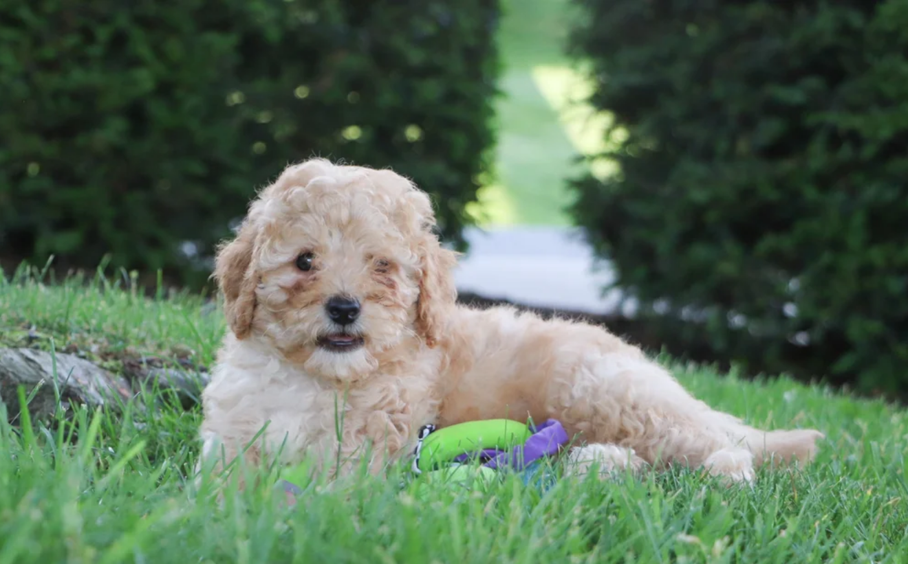 Male Cavapoo Puppy image 1