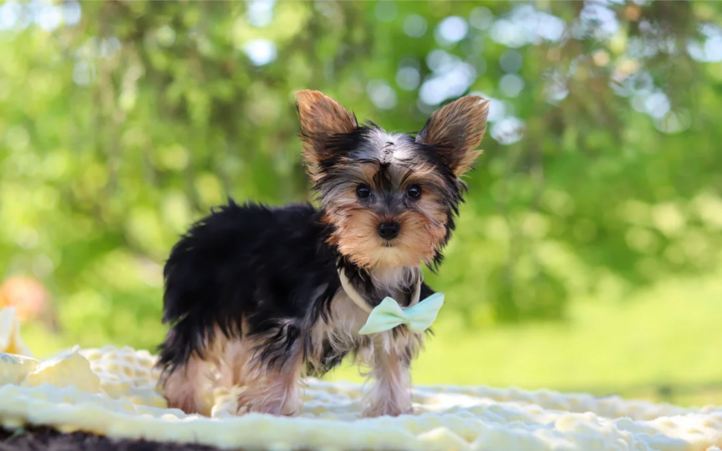 Male Yorkie Puppy image 1