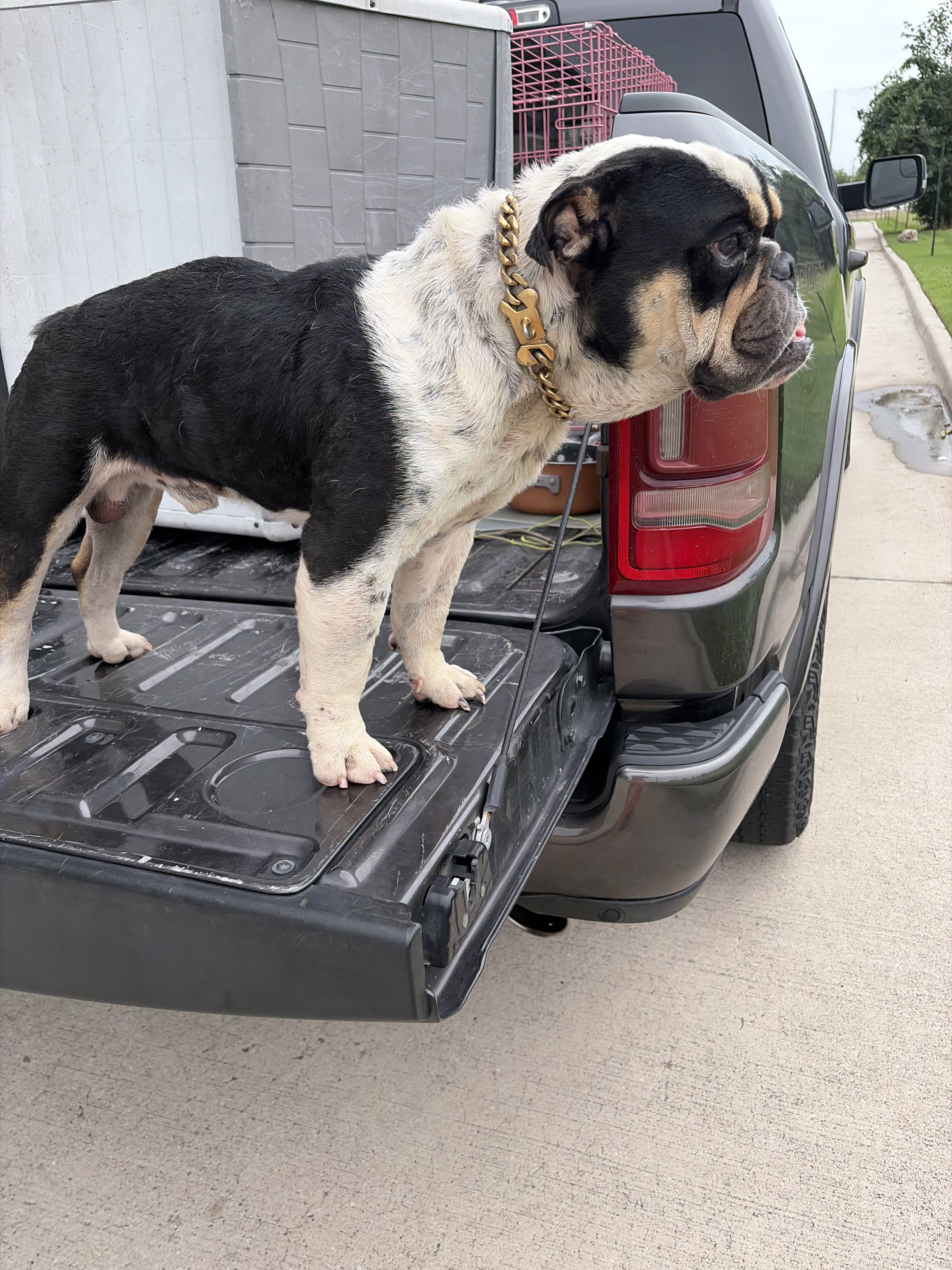 English bulldog image 1