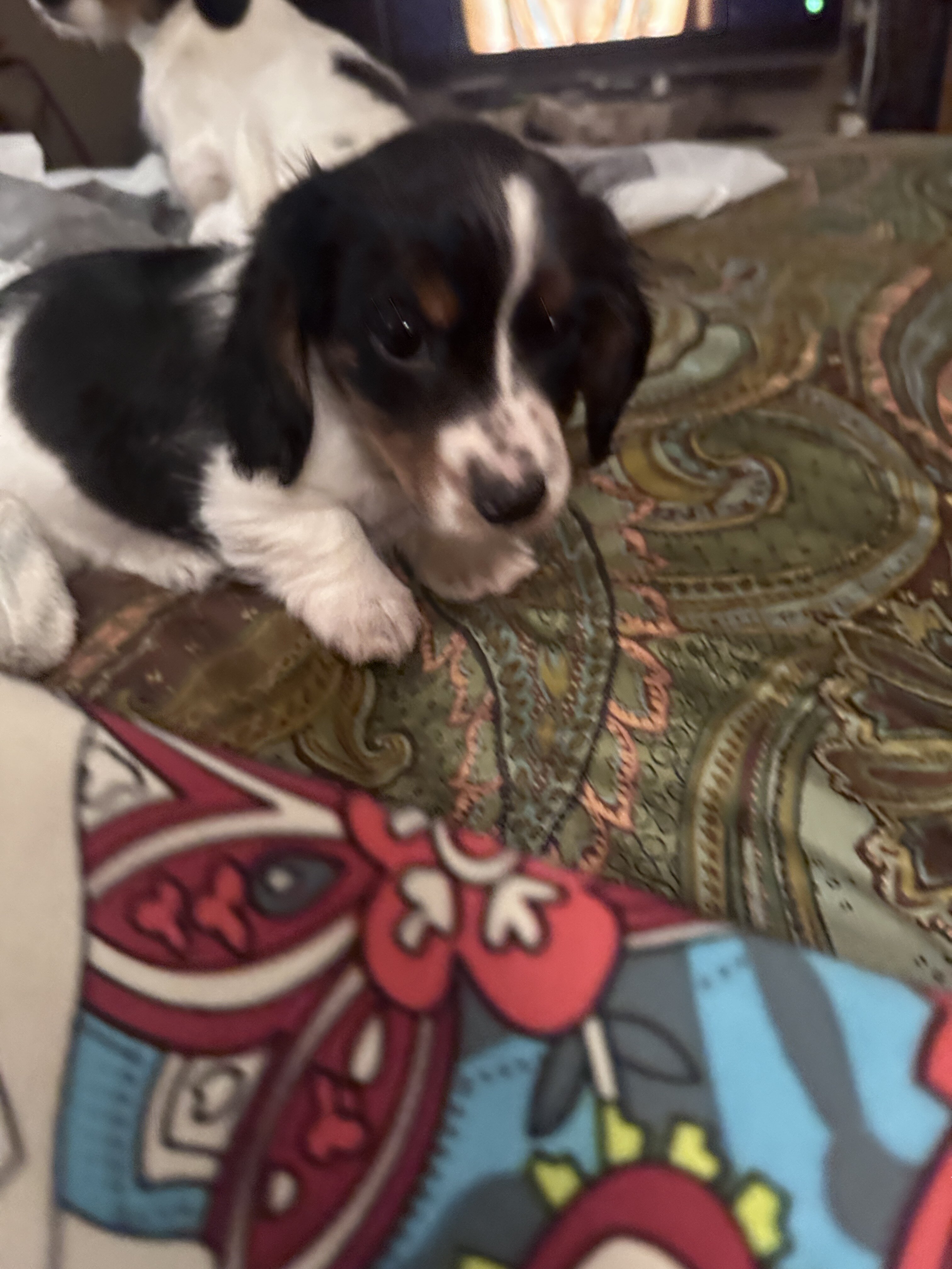 Dachshund Mini’s image 8