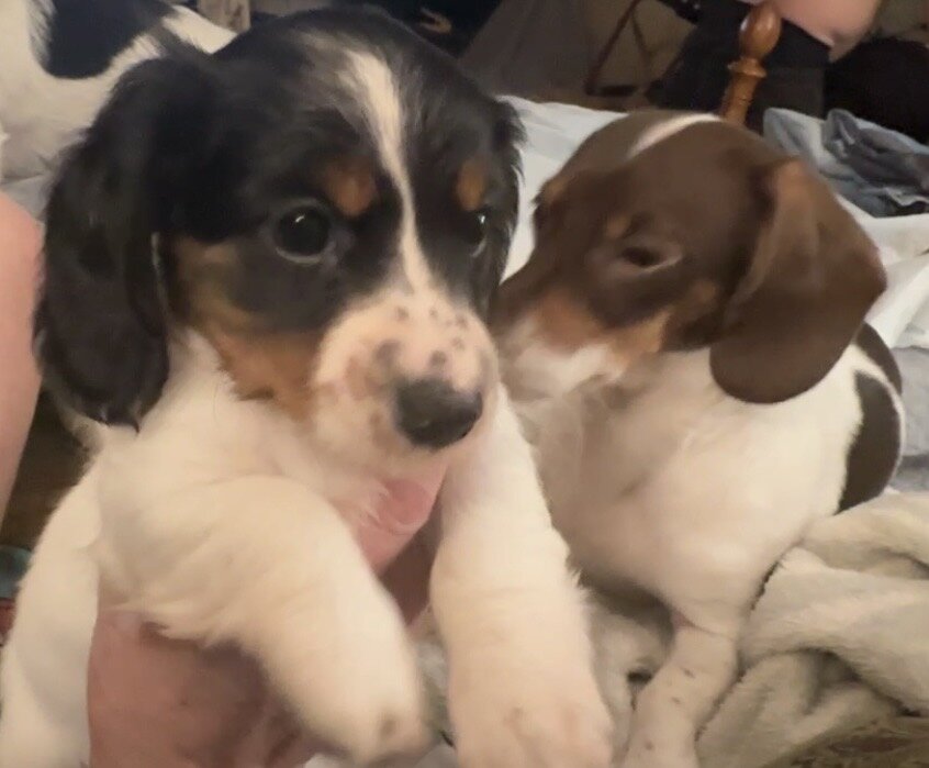 Dachshund Mini’s image 5