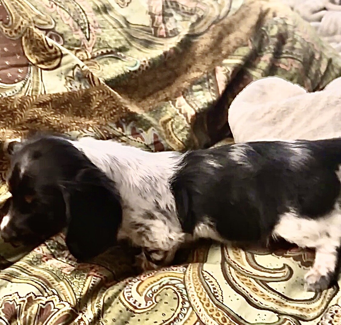 Dachshund Mini’s image 3