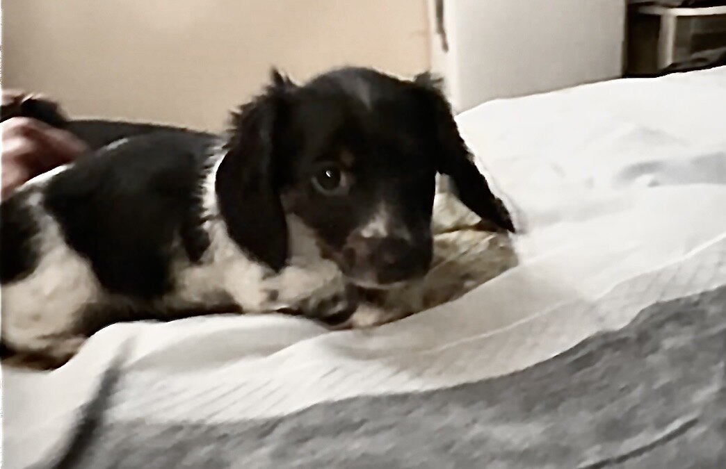 Dachshund Mini’s image 2