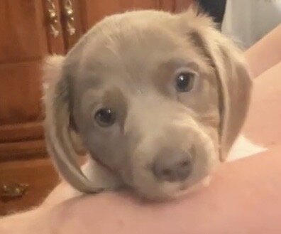 Dachshund Mini’s image 1