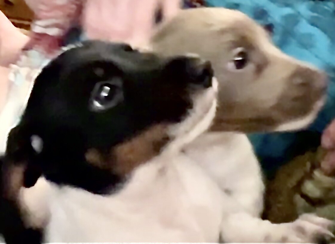 Dachshund Mini’s image 6