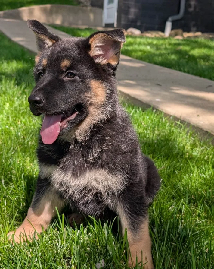 Female German Shepherd image 1