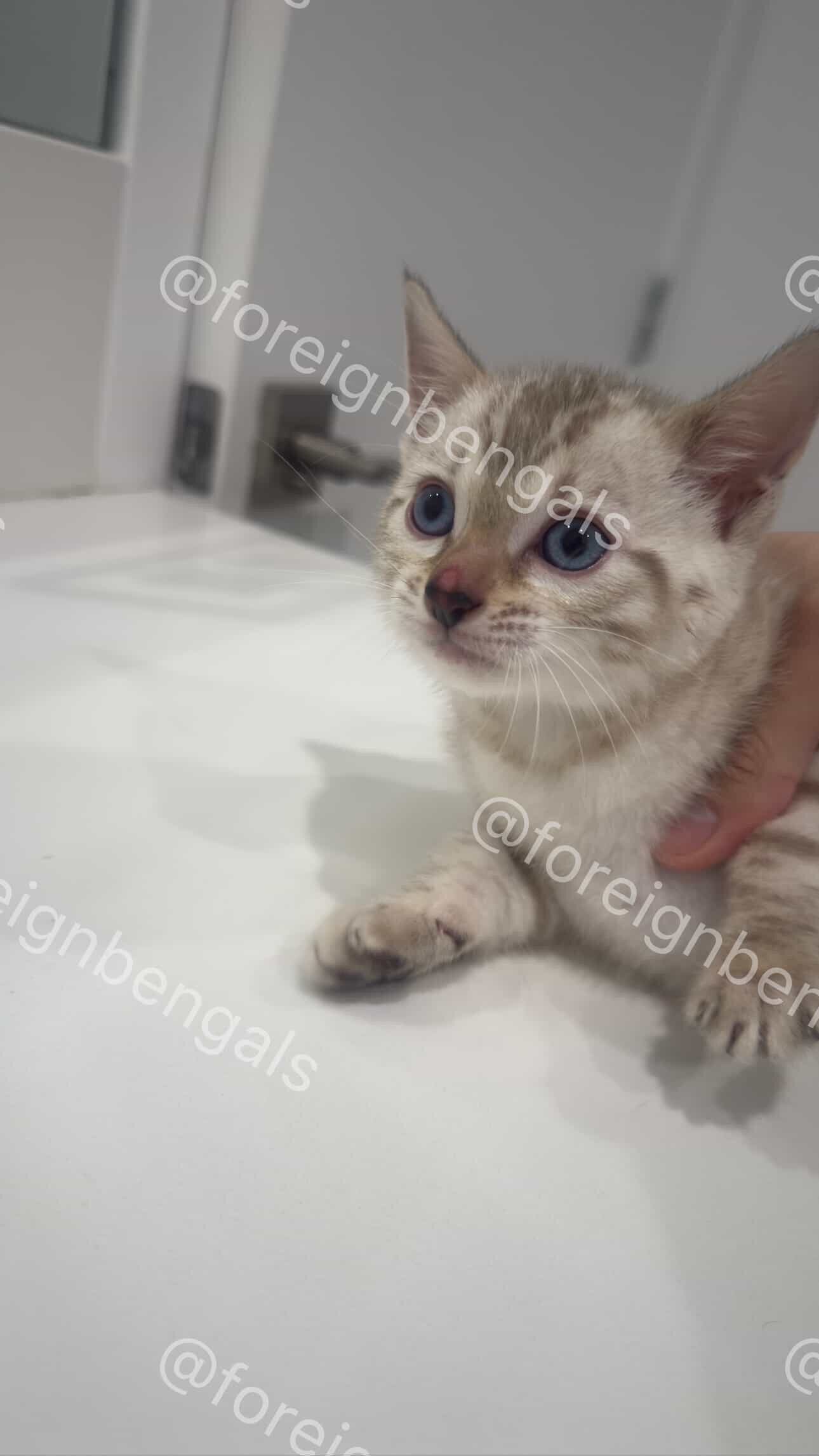 Foreign Bengals image 3