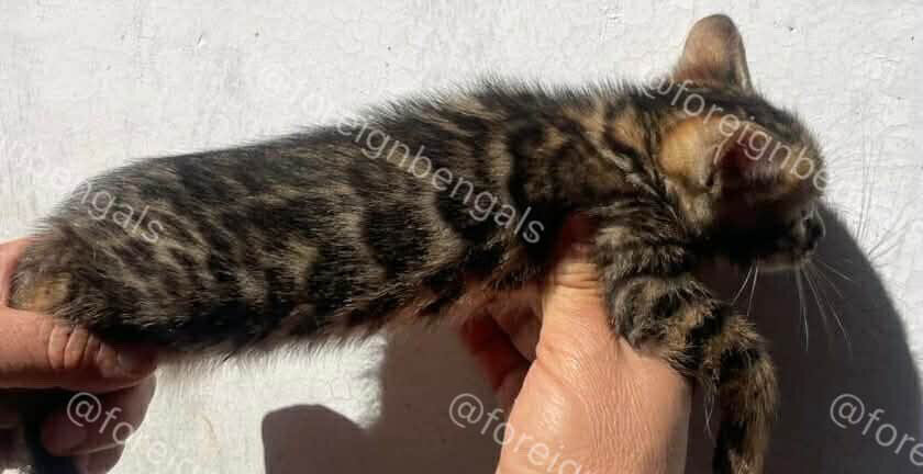 Foreign Bengals image 6
