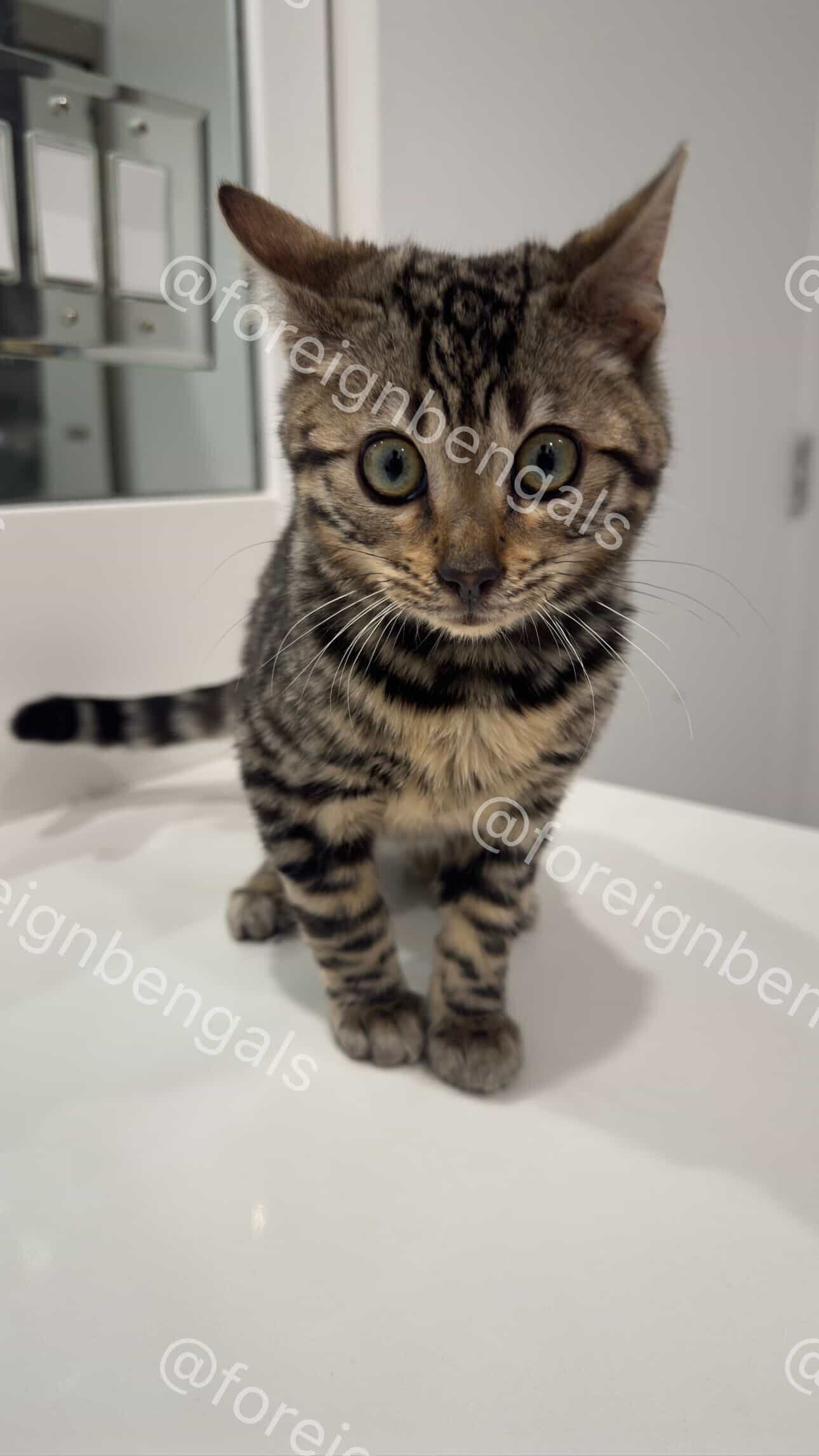 Foreign Bengals image 5