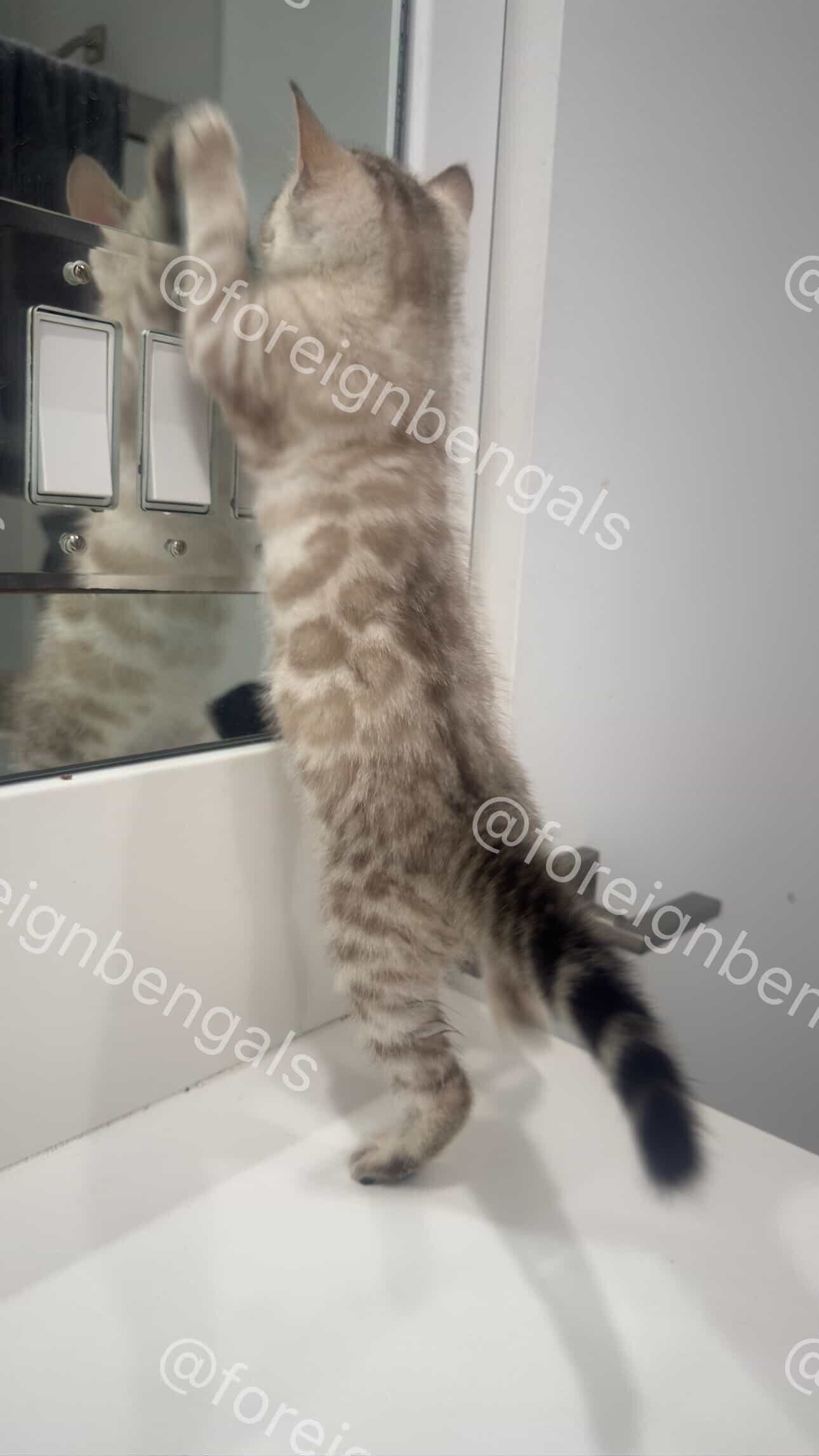 Foreign Bengals image 2