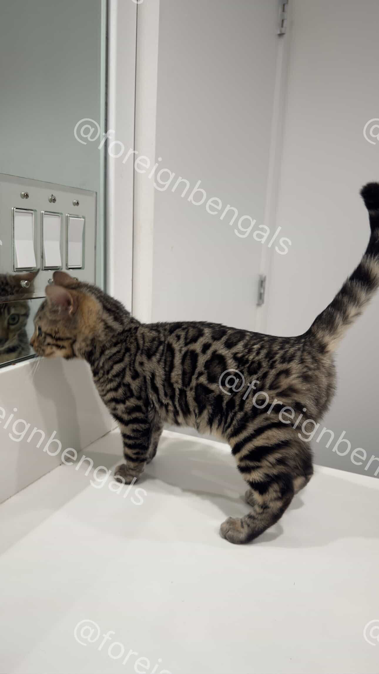 Foreign Bengals image 1