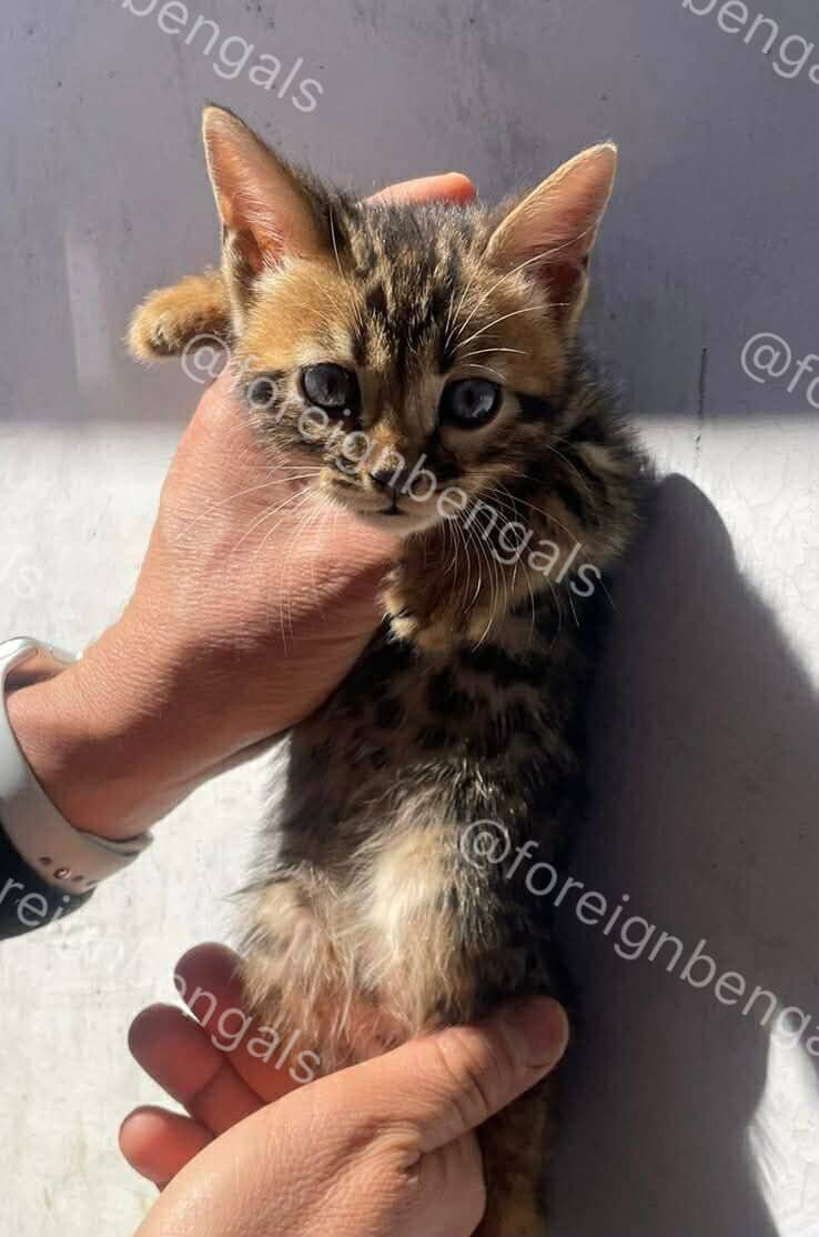 Foreign Bengals image 7