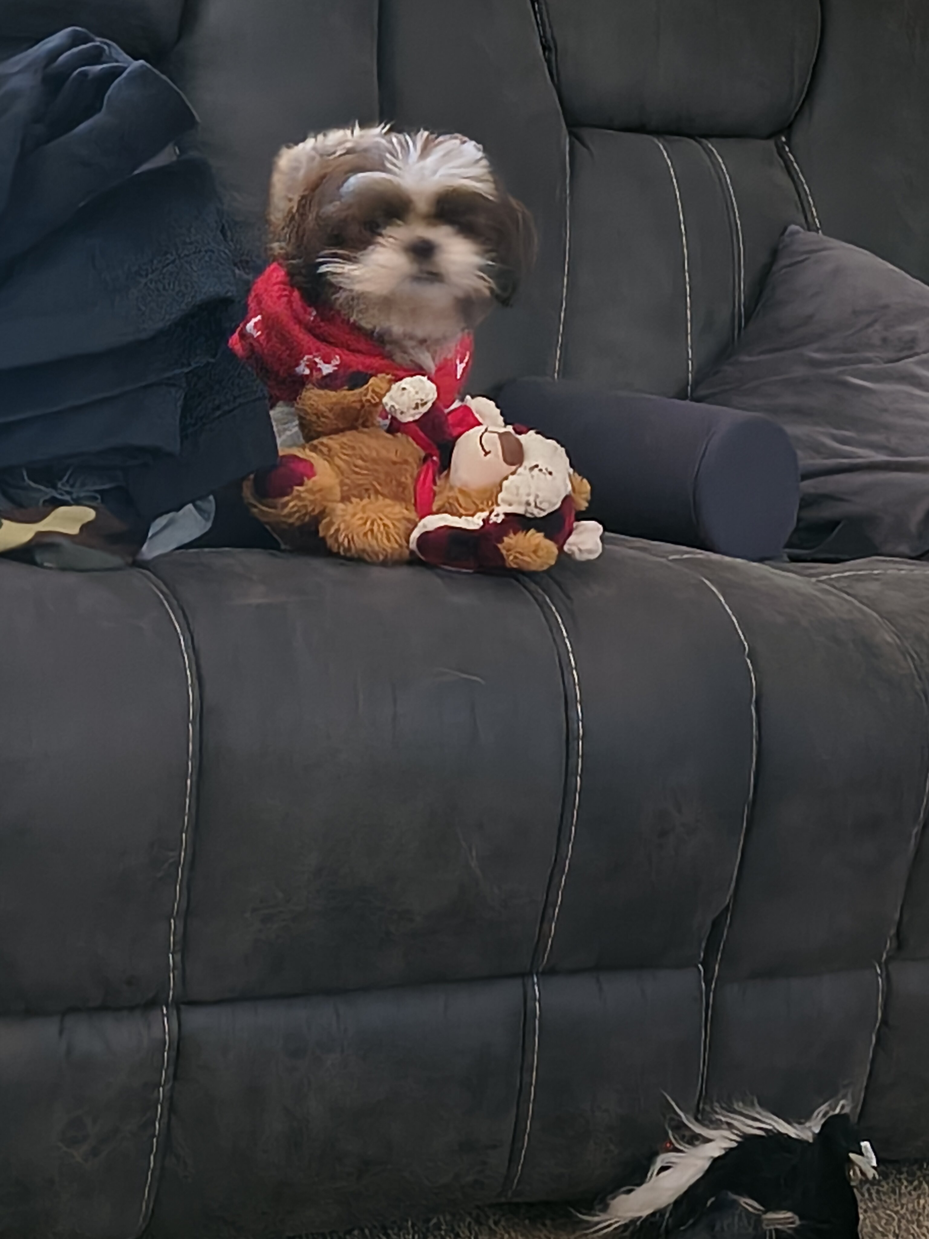 Shih Tzu image 1