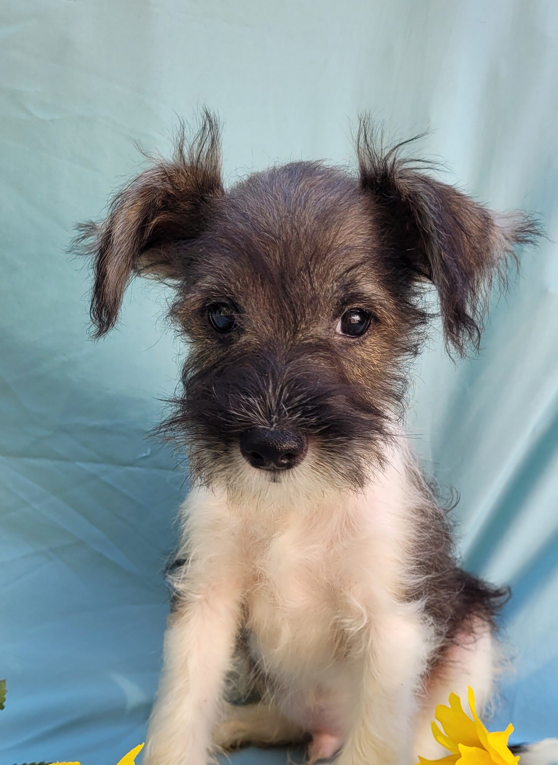 Miniature Schnauzers image 1