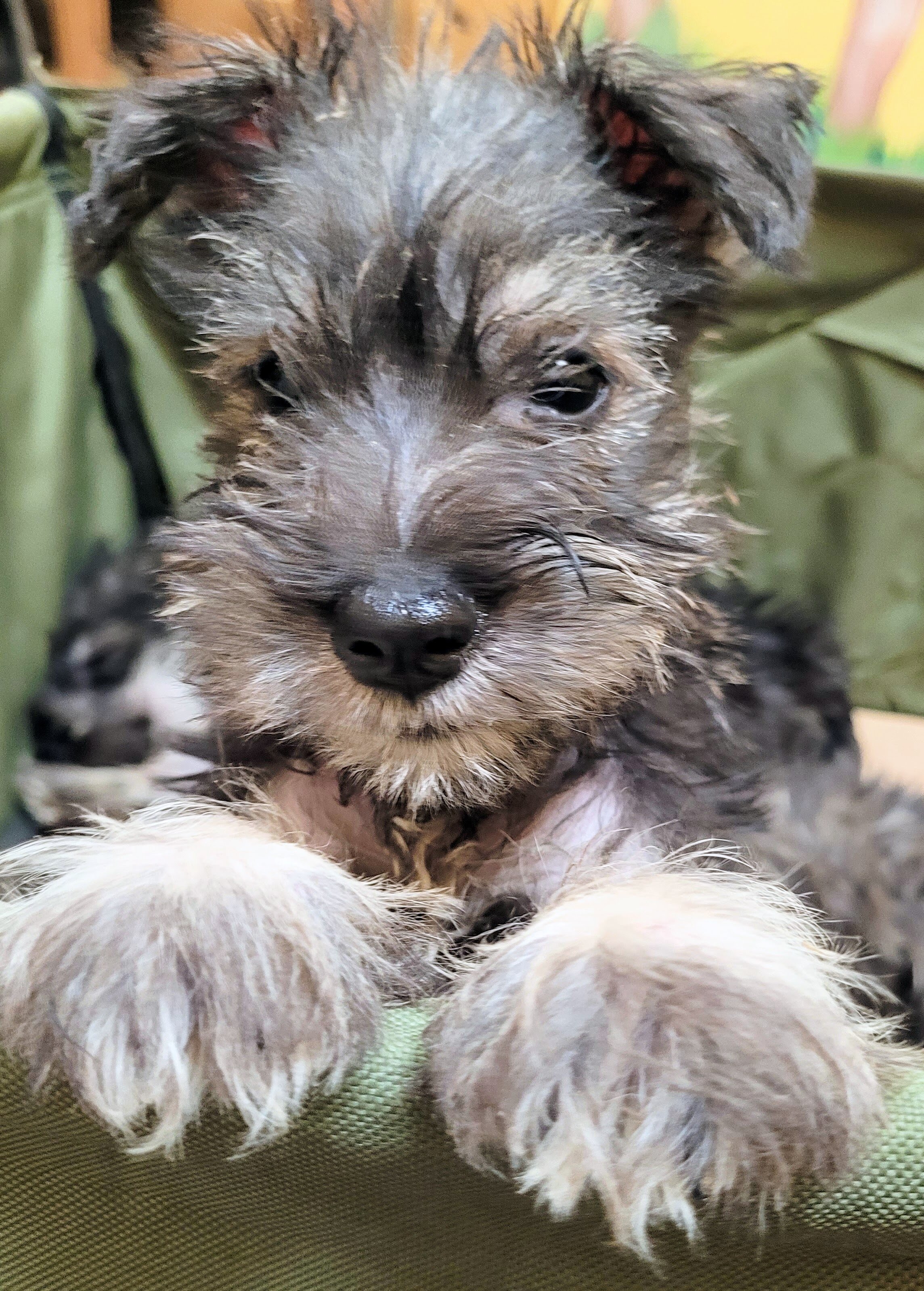 Miniature Schnauzers image 2