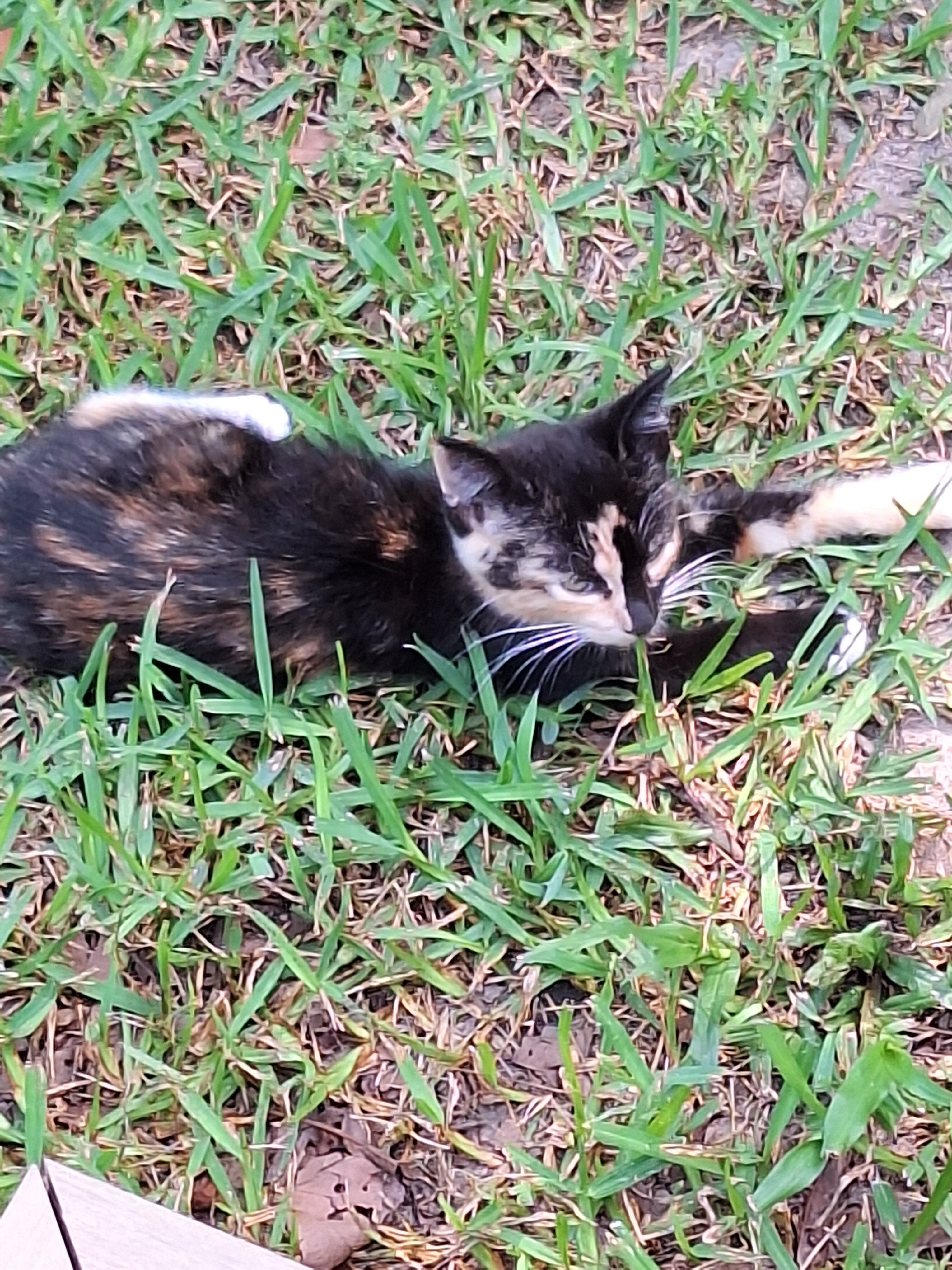 Free Kittens image 1